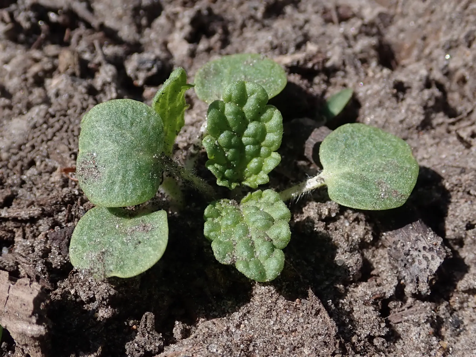 Bells-Of-Ireland, Shell Flower (Moluccella Laevis) — or Shell Flower (Moluccella laevis)