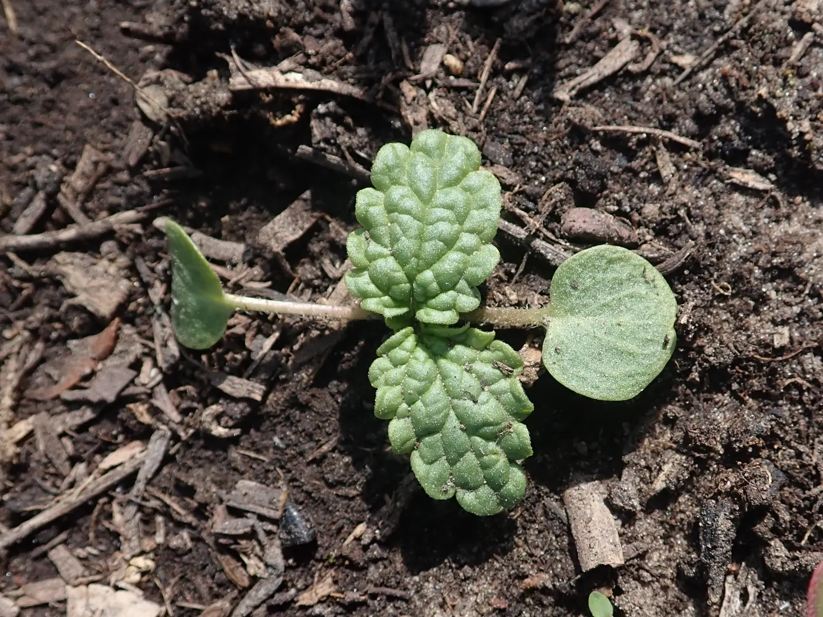Bells-Of-Ireland, Shell Flower (Moluccella Laevis) — To ensure continuous growth, remove spent flowers to encourage further blooming throughout the summer