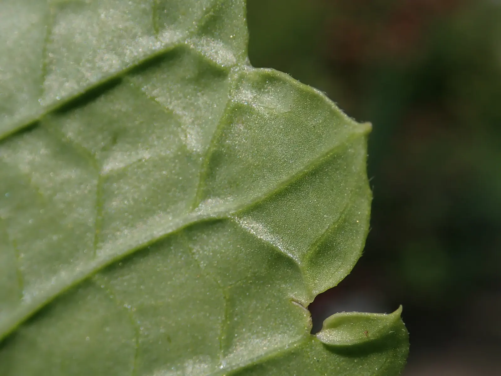 Bells-Of-Ireland, Shell Flower (Moluccella Laevis) — annual with green blooms; it is relatively drought-tolerant once established and requires moderate watering