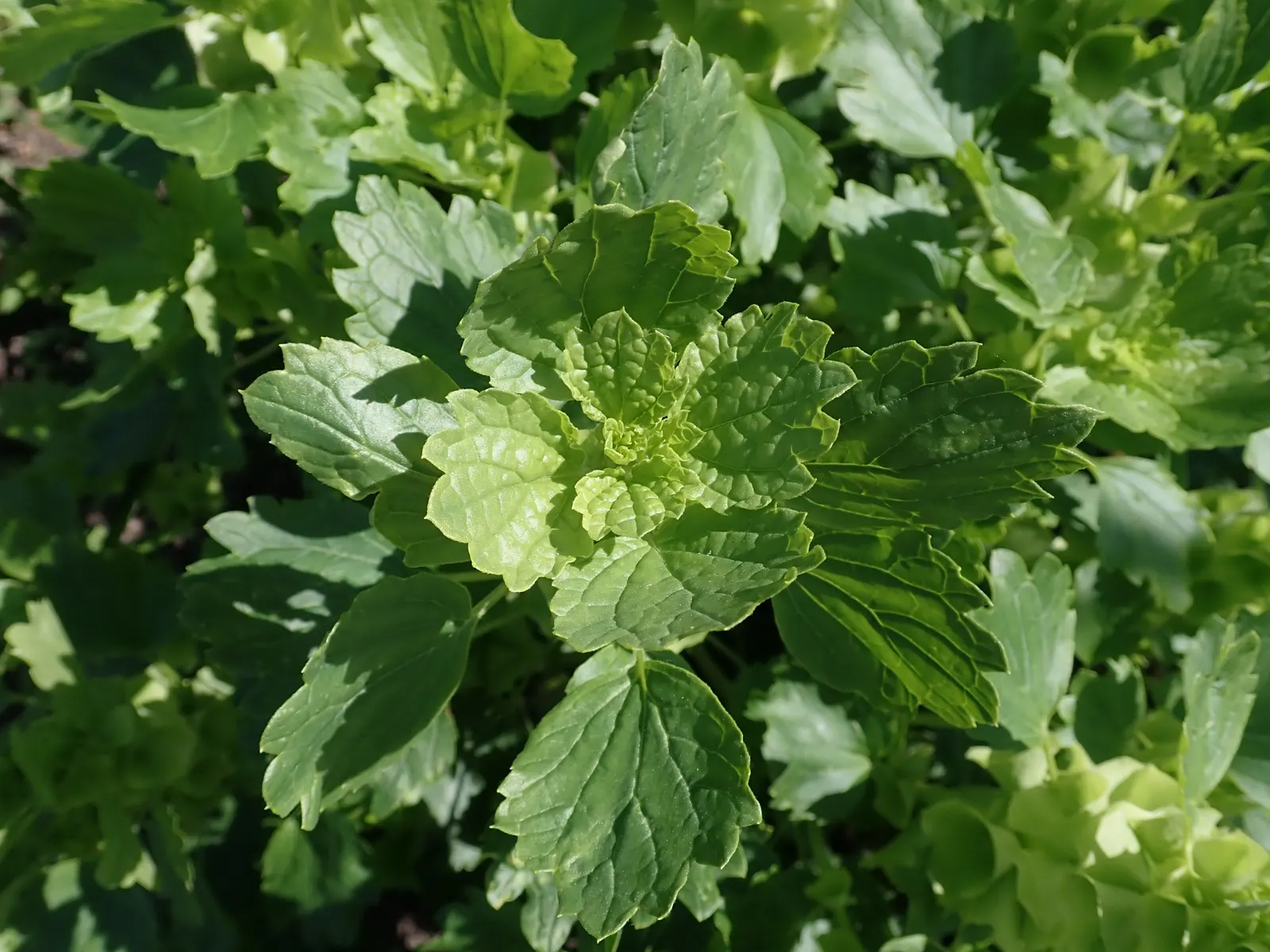 Bells-Of-Ireland, Shell Flower (Moluccella Laevis) — is a striking annual that bestows a unique; commonly known as Bells-of-Ireland or Shell Flower, image 61