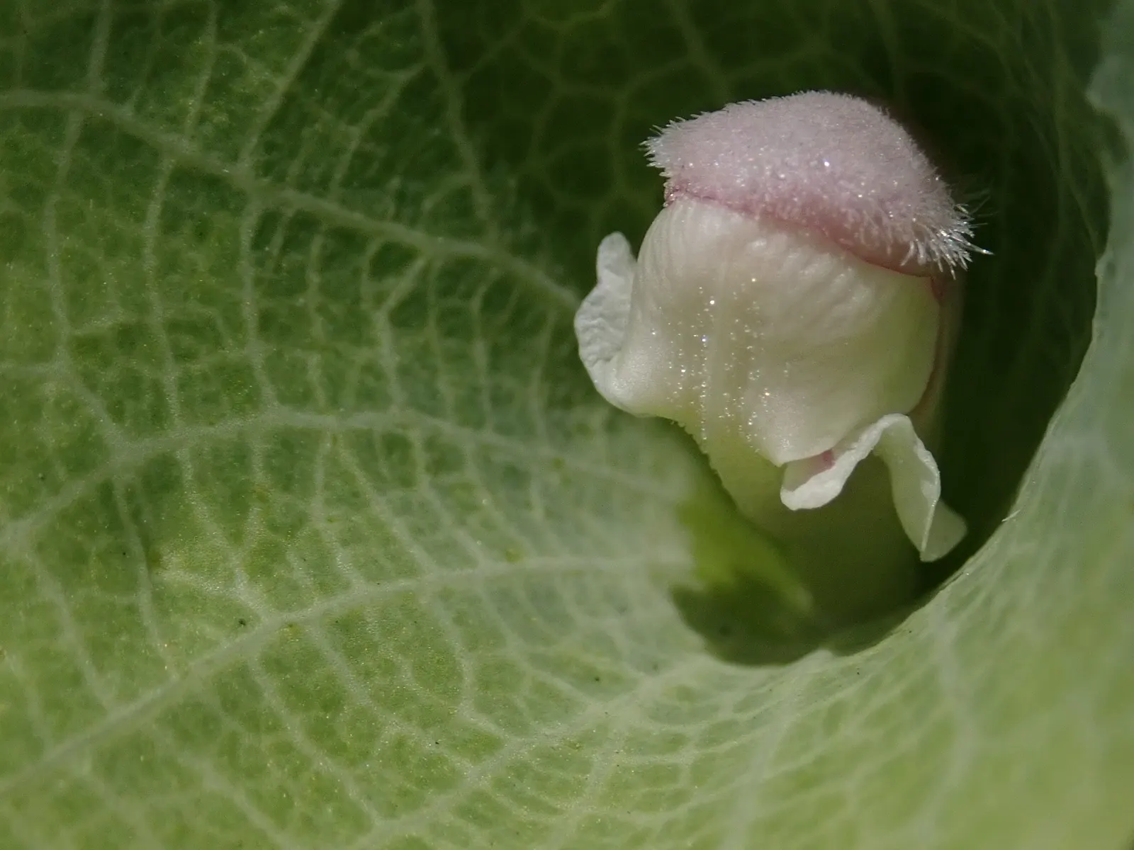 Bells-Of-Ireland, Shell Flower (Moluccella Laevis) — is a striking annual that bestows a unique