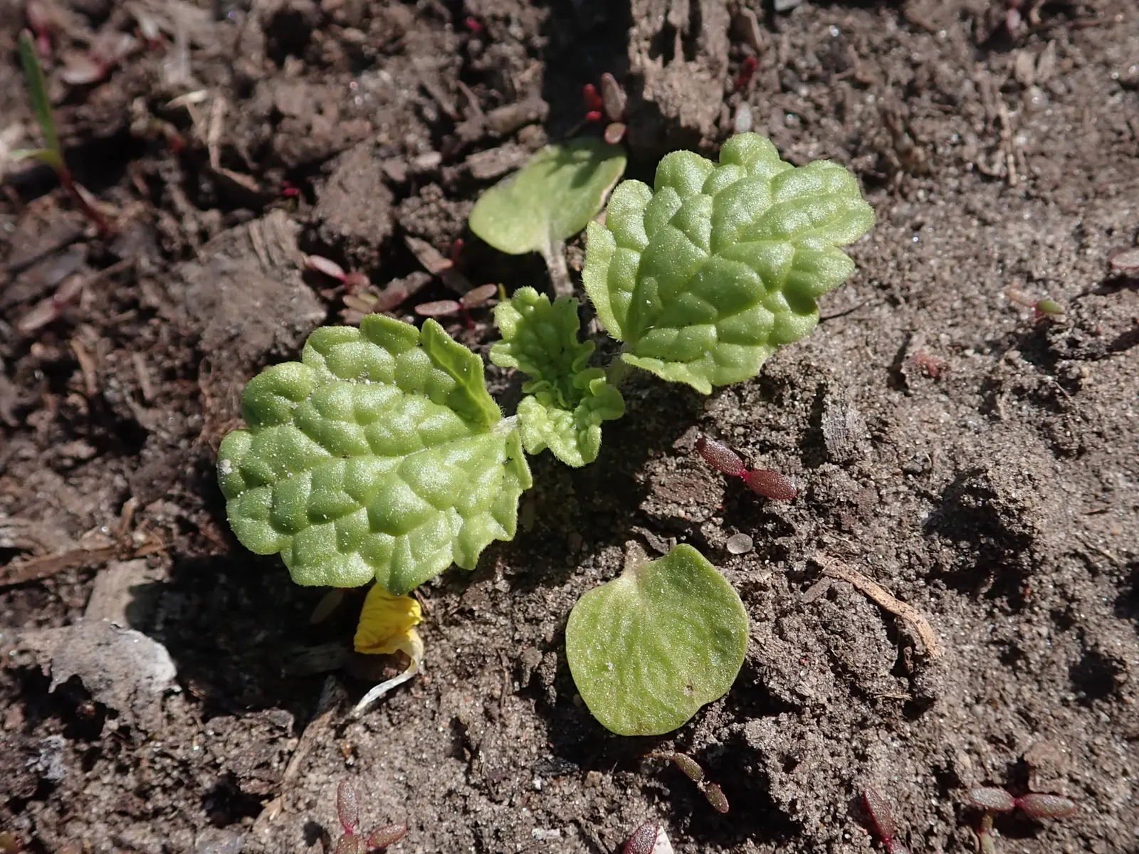 Bells-Of-Ireland, Shell Flower (Moluccella Laevis) — they can also attract bees and other beneficial pollinators to the garden; bells-of-Ireland prefers full