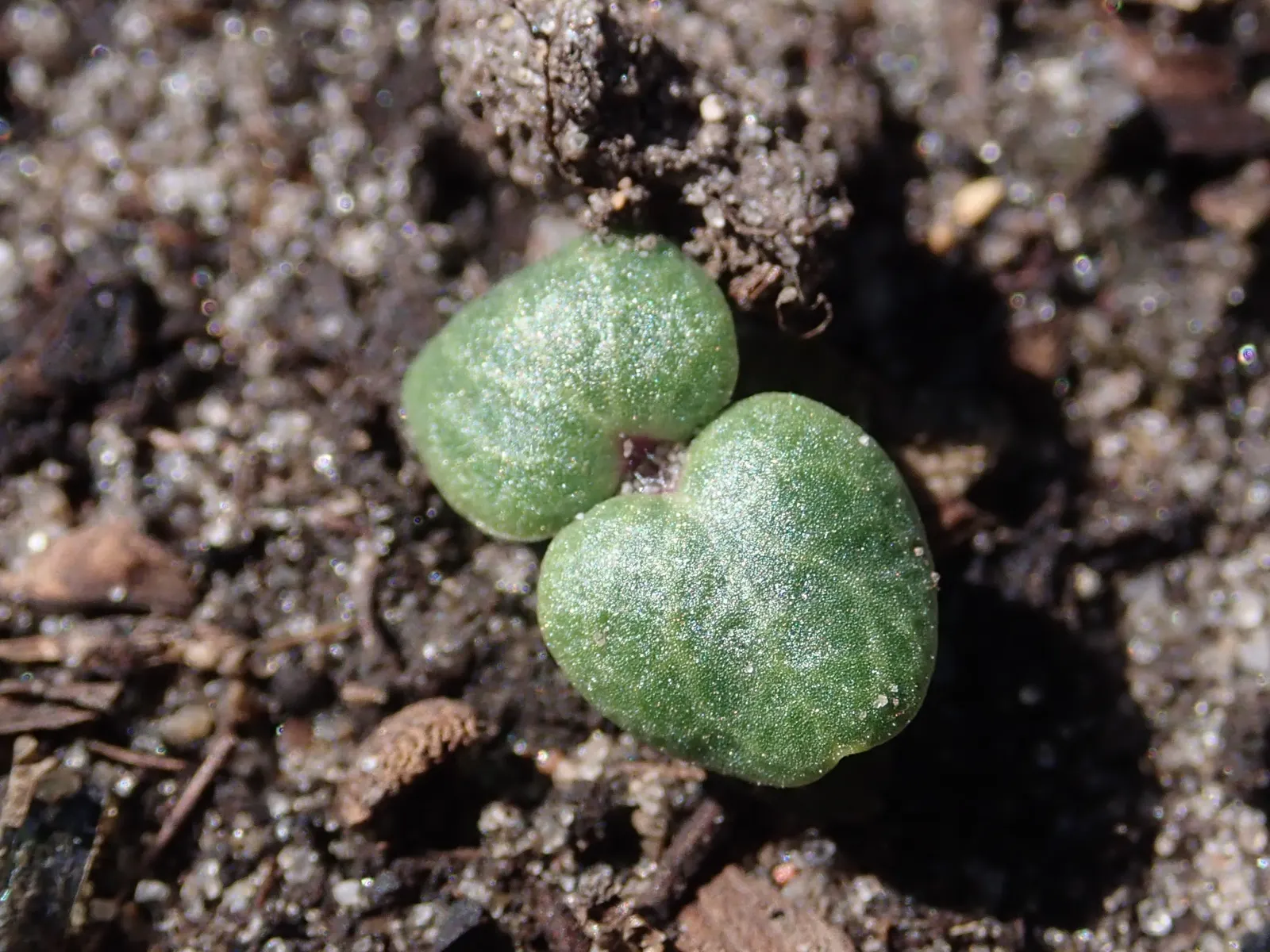 Bells-Of-Ireland, Shell Flower (Moluccella Laevis) — commonly known as Bells-of-Ireland or Shell Flower; or Shell Flower (Moluccella laevis), image 60