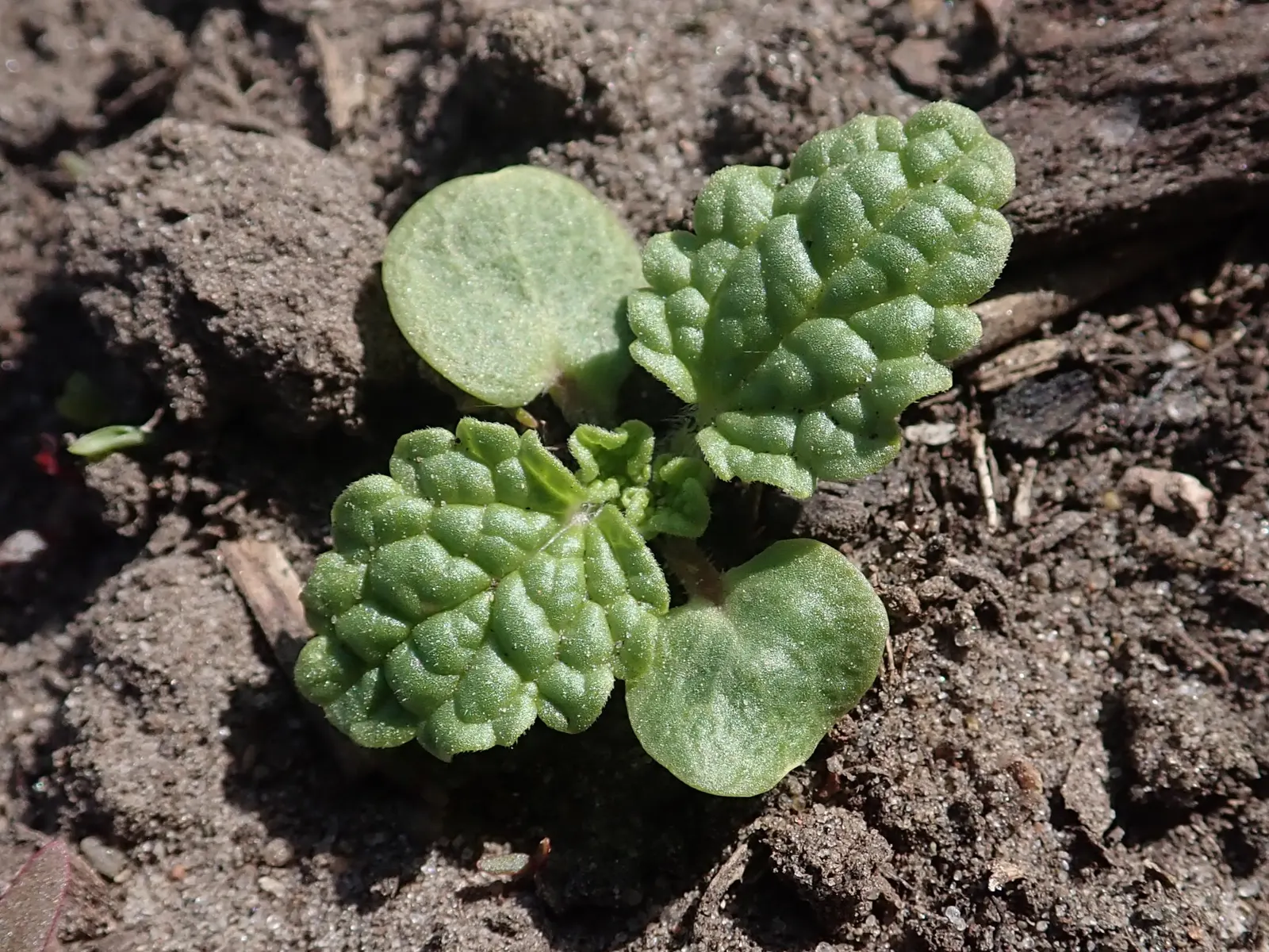 Bells-Of-Ireland, Shell Flower (Moluccella Laevis) — annual for full; to ensure continuous growth, remove spent flowers to encourage further blooming