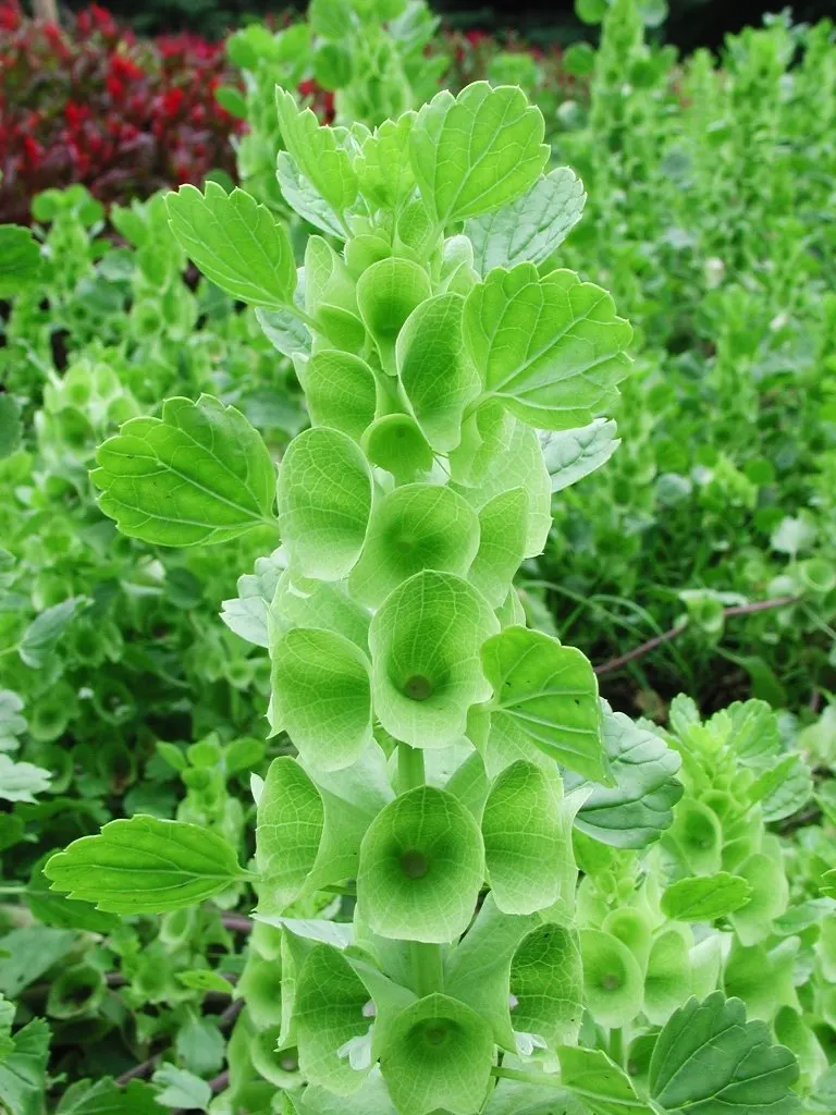 Bells-Of-Ireland, Shell Flower (Moluccella Laevis) — Preferring full sun to partial shade, they thrive in well-drained soil; the true flowers are quite small