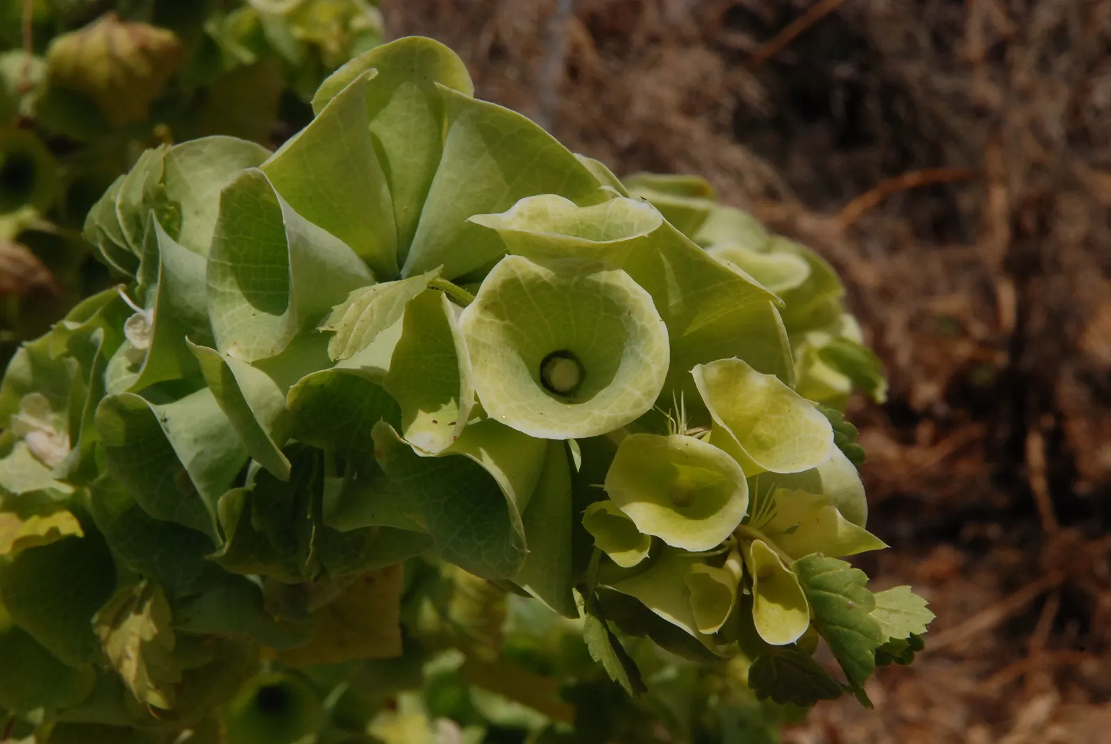 Bells-Of-Ireland, Shell Flower (Moluccella Laevis) — Adorned with whorls of apple-green