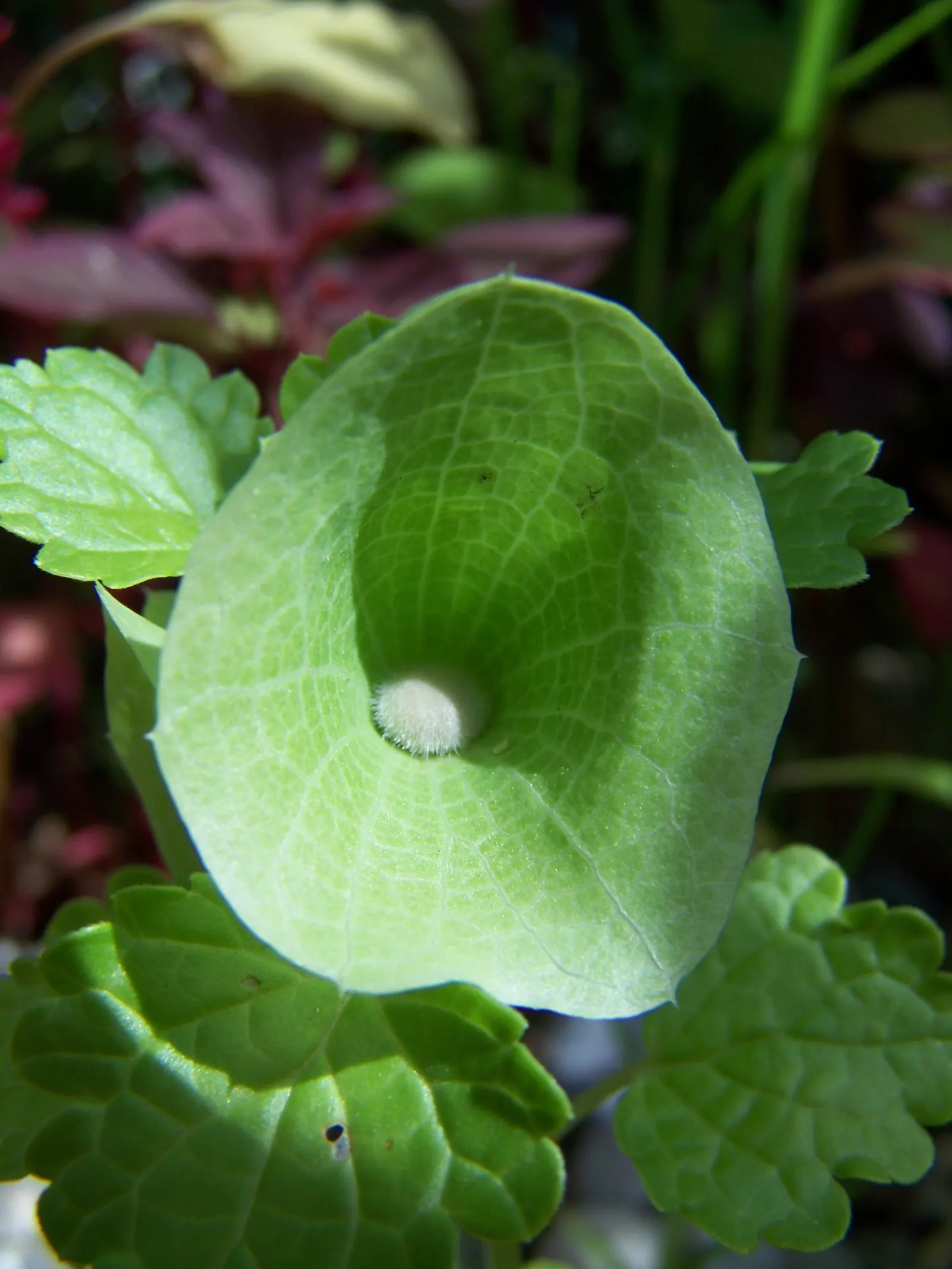 Bells-Of-Ireland, Shell Flower (Moluccella Laevis) — spire-like stalks that can reach a height of up to 3 feet; when incorporating Bells-of-Ireland into a