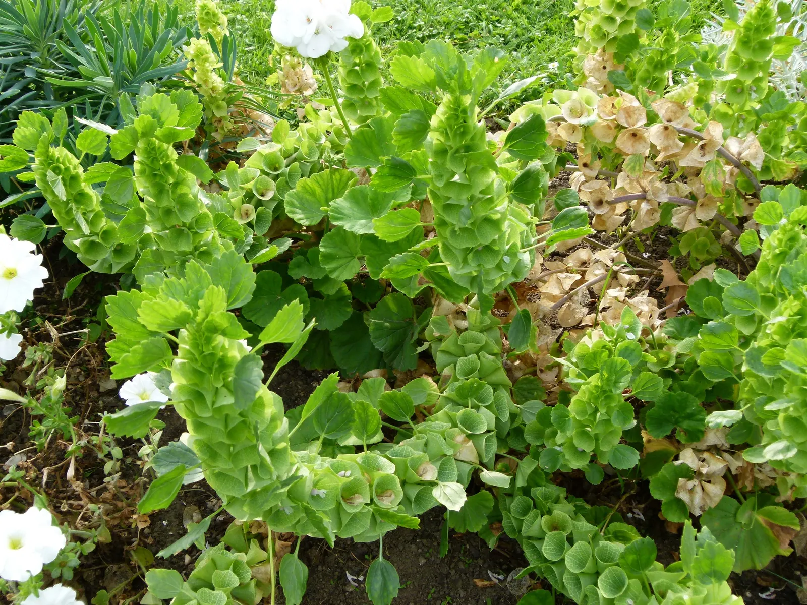 Bells-Of-Ireland, Shell Flower (Moluccella Laevis) — Planting in early spring after the last frost will yield the best results