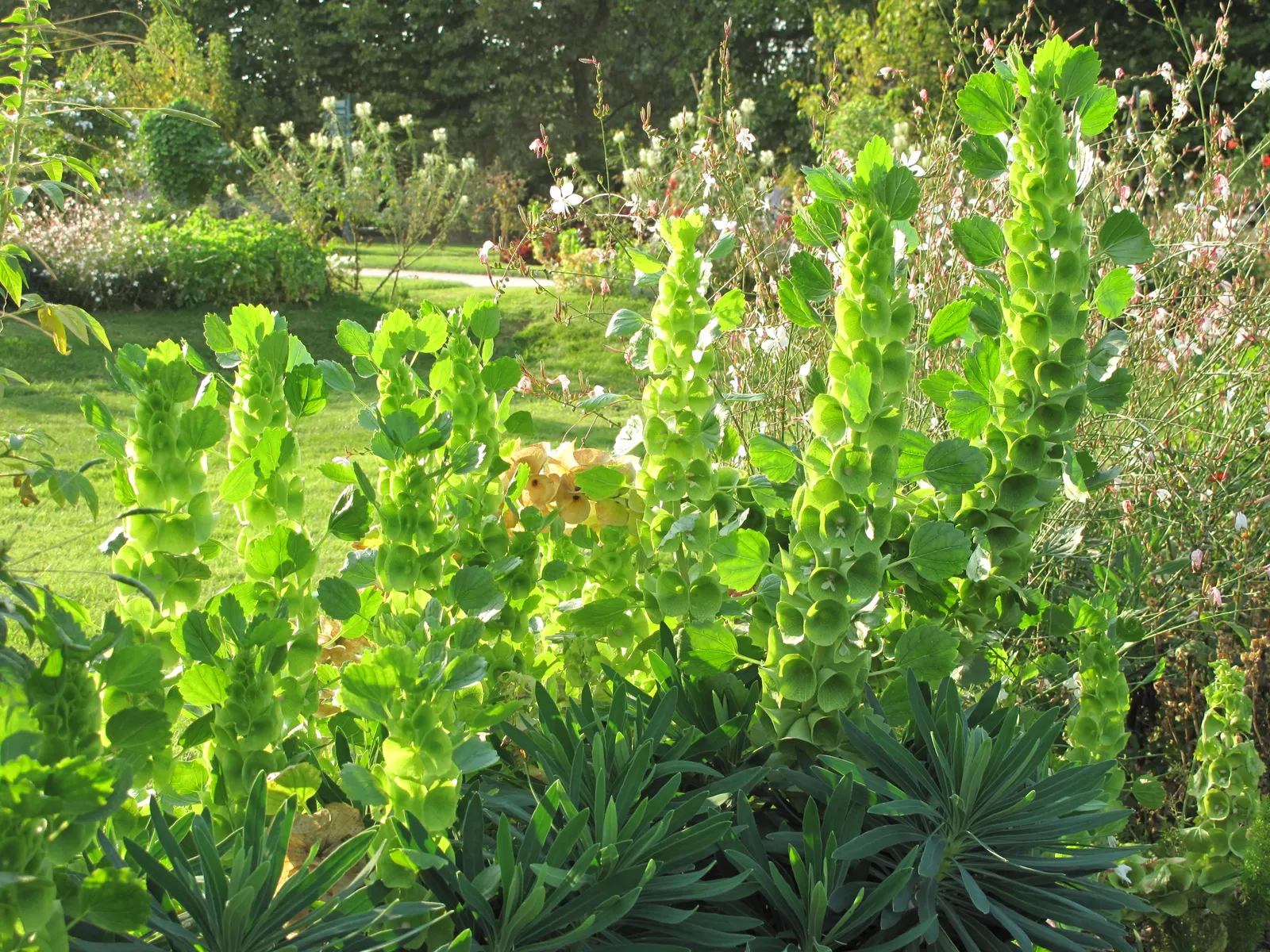 Bells-Of-Ireland, Shell Flower (Moluccella Laevis) — The blooms provide long-lasting appeal from midsummer to early fall