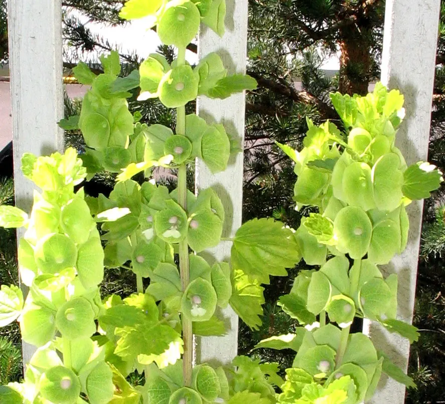 Bells-Of-Ireland, Shell Flower (Moluccella Laevis) — Preferring full sun to partial shade, they thrive in well-drained soil; the true flowers are, image 58