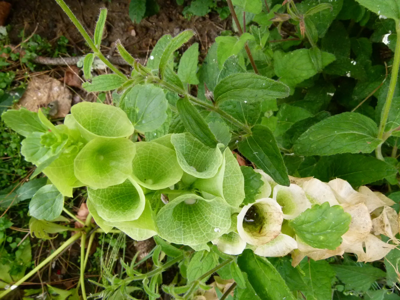 Bells-Of-Ireland, Shell Flower (Moluccella Laevis) — consider using them as a backdrop for lower-growing