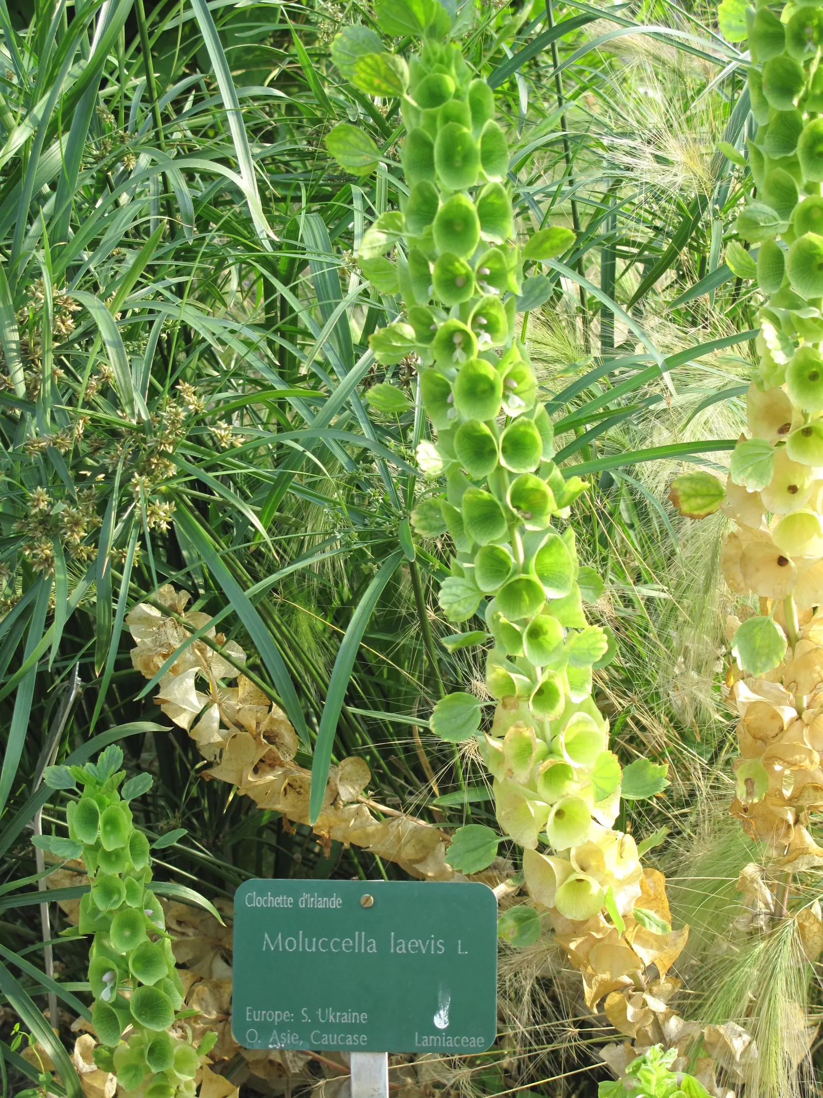 Bells-Of-Ireland, Shell Flower (Moluccella Laevis) — verdant charm to any garden
