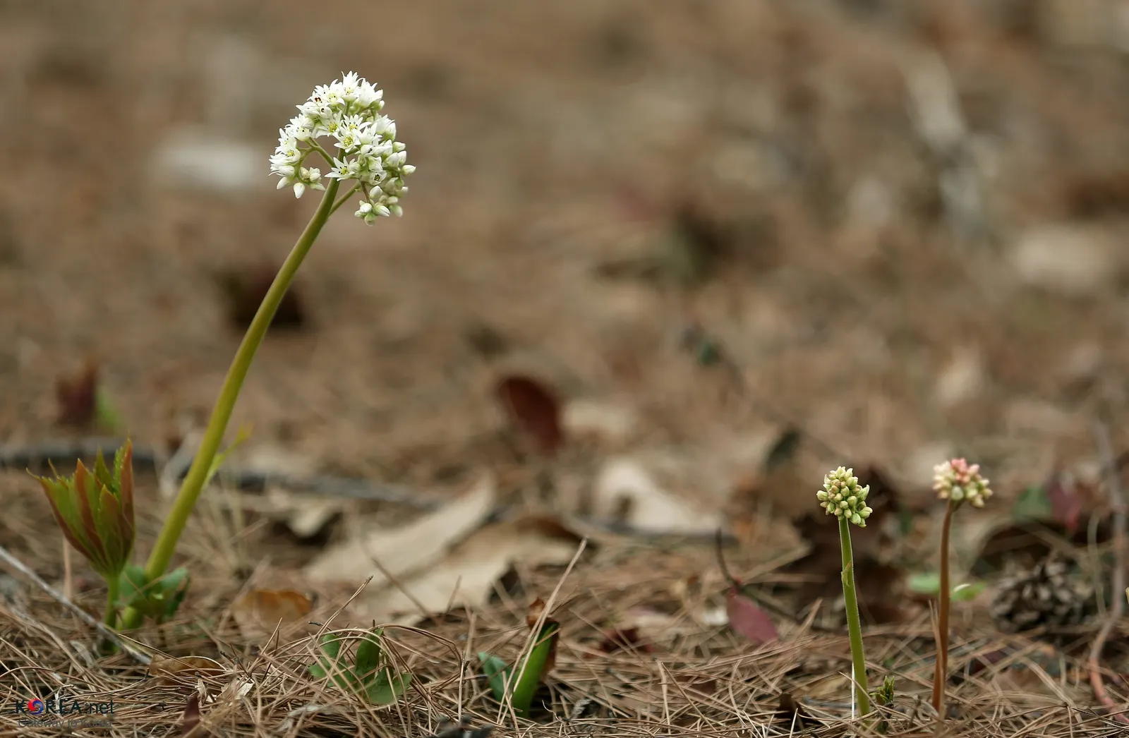 Mukdenia (Mukdenia Rossii 'Karasuba') — is a striking perennial valued for its fan-shaped leaves