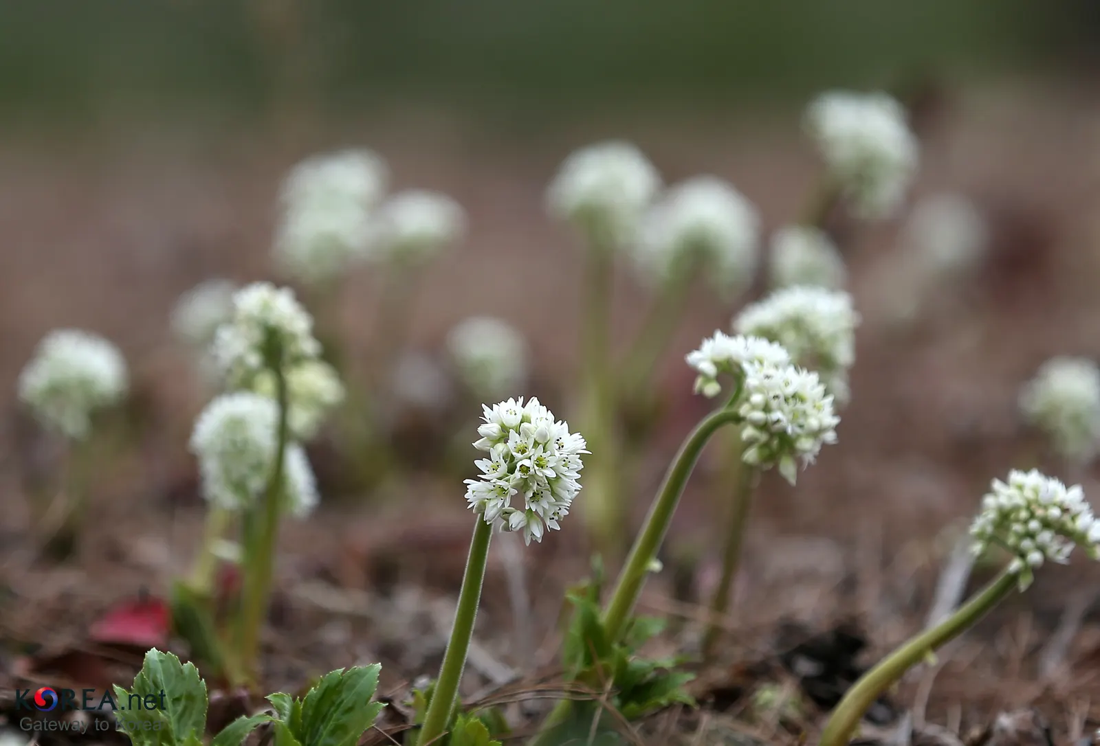 Mukdenia (Mukdenia Rossii 'Karasuba') — commonly known as Crimson Fans