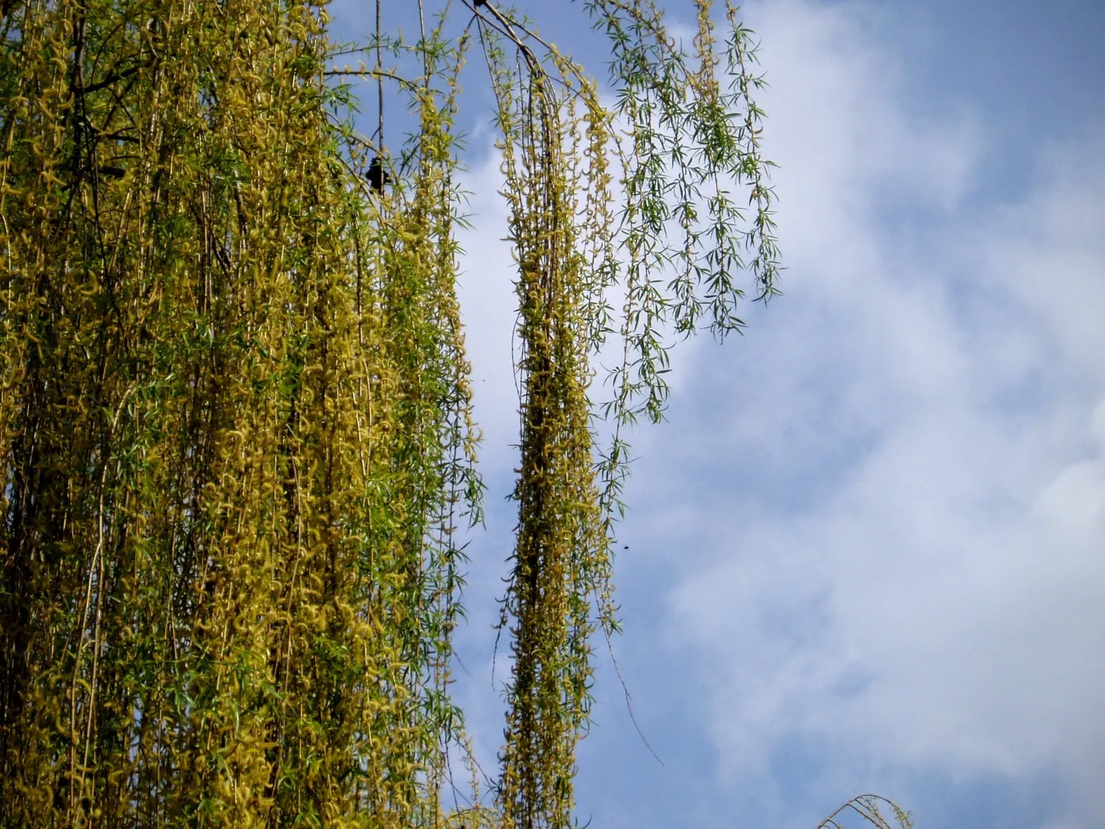 Golden Weeping Willow (Salix Alba 'Tristis') — making it ideal for large open areas or as a focal point near bodies of water; fast-growing tree known for its