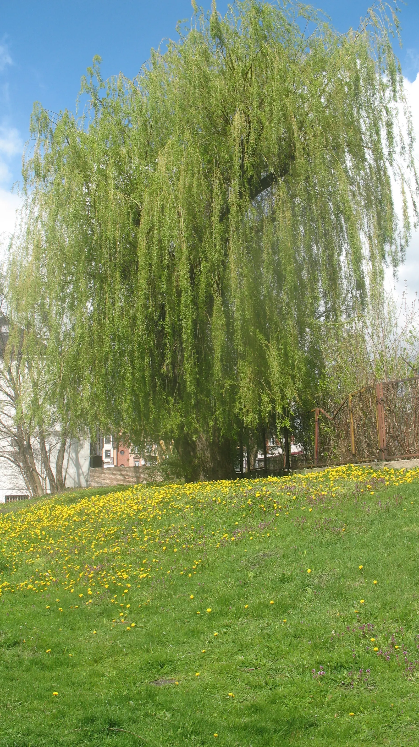 Golden Weeping Willow (Salix Alba 'Tristis') — the Salix alba 'Tristis' will be a breathtaking addition to any landscape