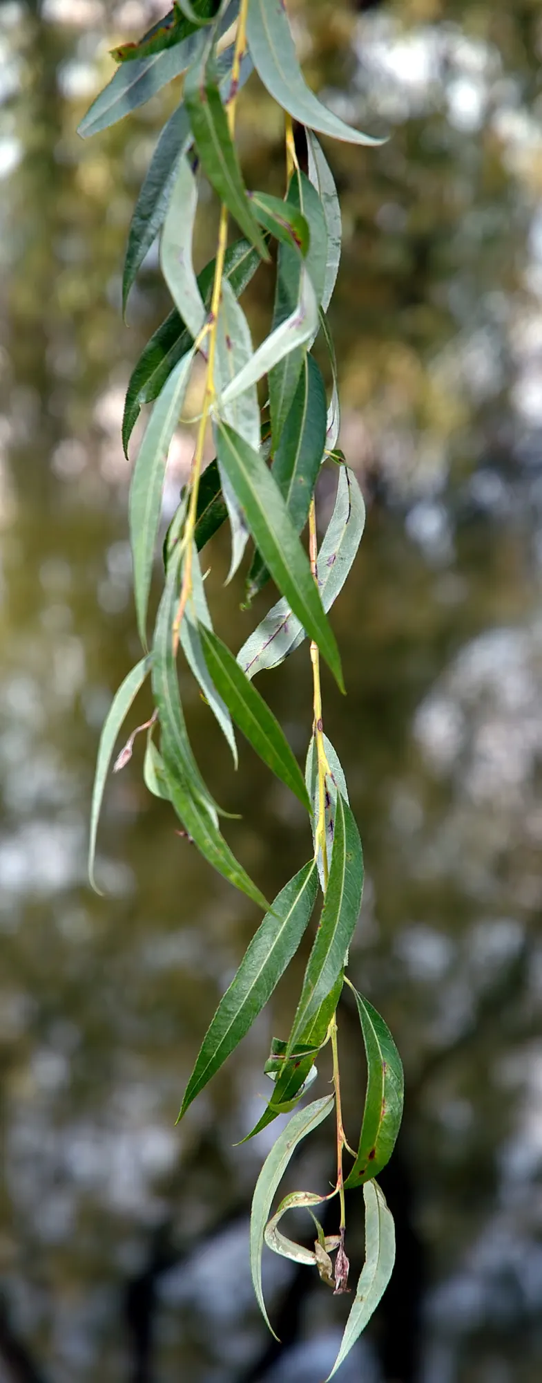 Golden Weeping Willow (Salix Alba 'Tristis') — The foliage transforms into a golden-yellow in the fall