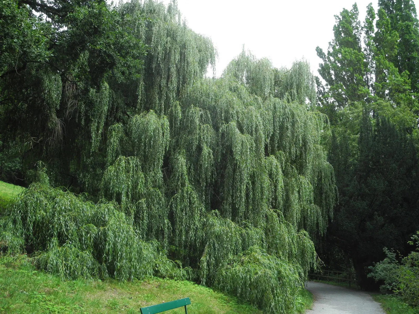 Golden Weeping Willow (Salix Alba 'Tristis') — tree for full