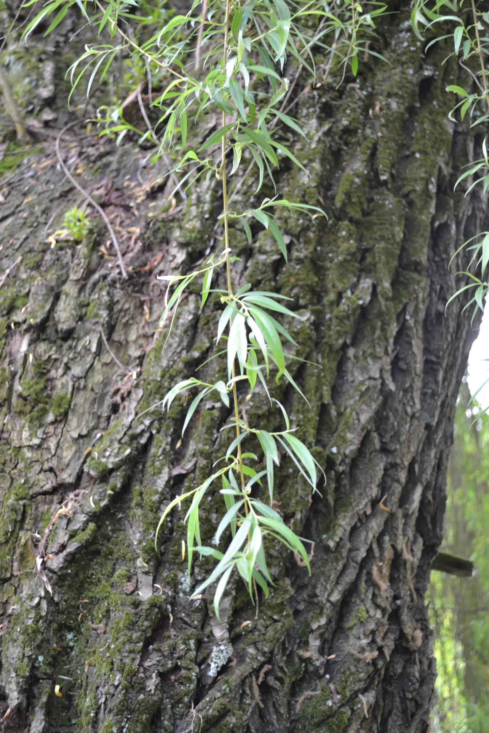 Golden Weeping Willow (Salix Alba 'Tristis') — lanceolate leaves that are a bright green above and a paler hue beneath