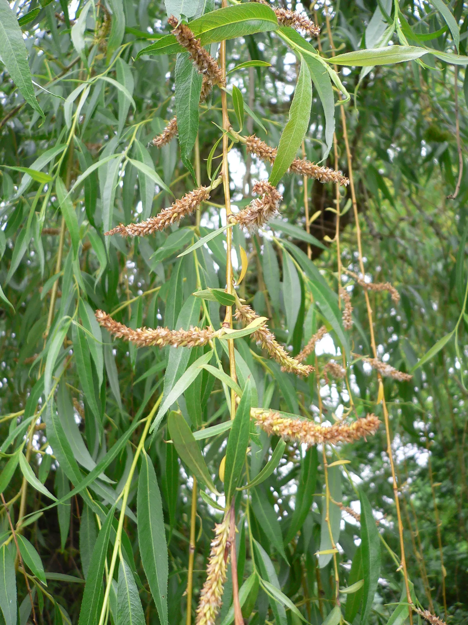 Golden Weeping Willow (Salix Alba 'Tristis') — Its gracefully arching branches descend towards the ground