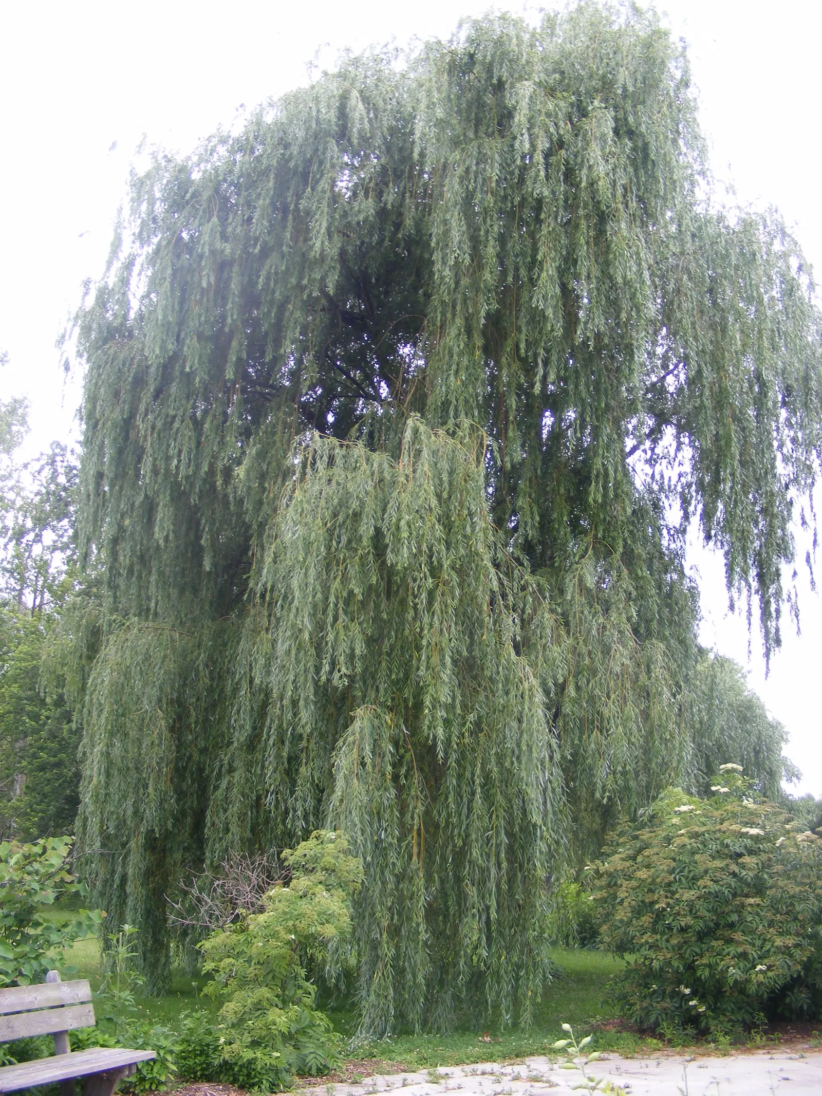 Golden Weeping Willow (Salix Alba 'Tristis') — with a similar spread of 40 to 60 feet
