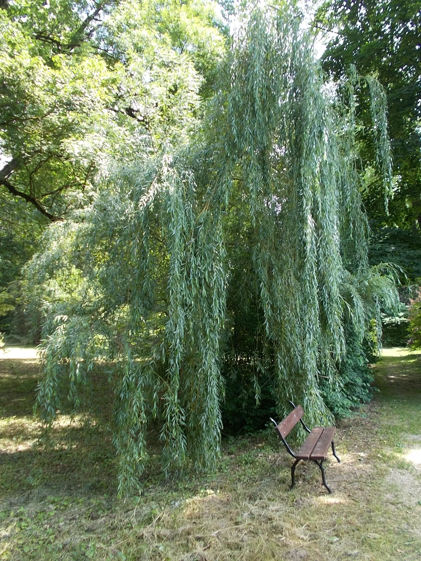 Golden Weeping Willow (Salix Alba 'Tristis') — making it ideal for large open areas or as a focal point near bodies of water