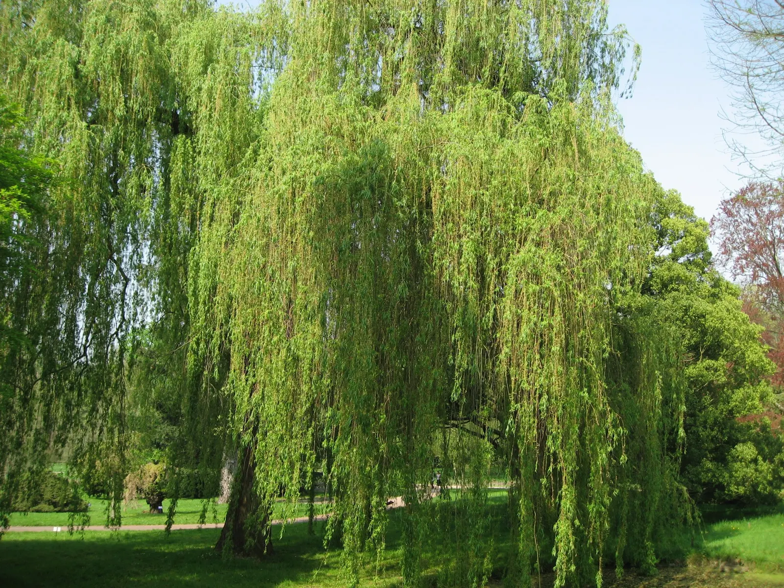 Golden Weeping Willow (Salix Alba 'Tristis') — celebrated for its striking appearance and serene aesthetic; the foliage transforms into a golden-yellow in the