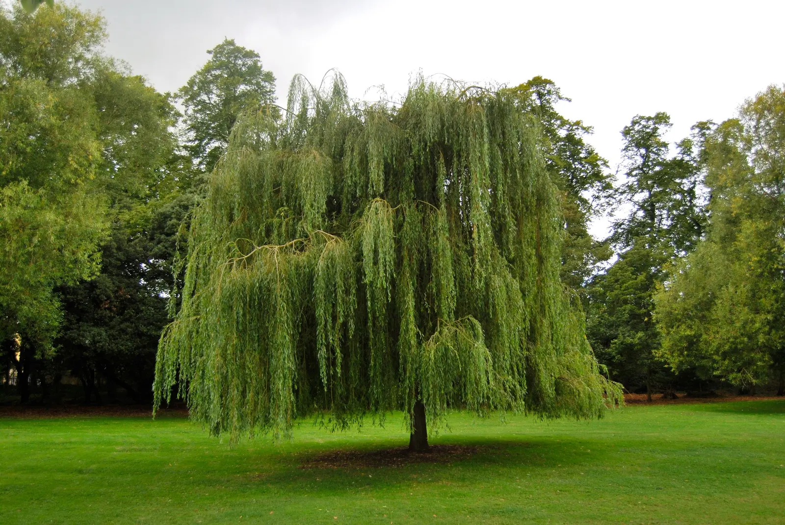 Golden Weeping Willow (Salix Alba 'Tristis') — The foliage transforms into a golden-yellow in the fall; tree for full