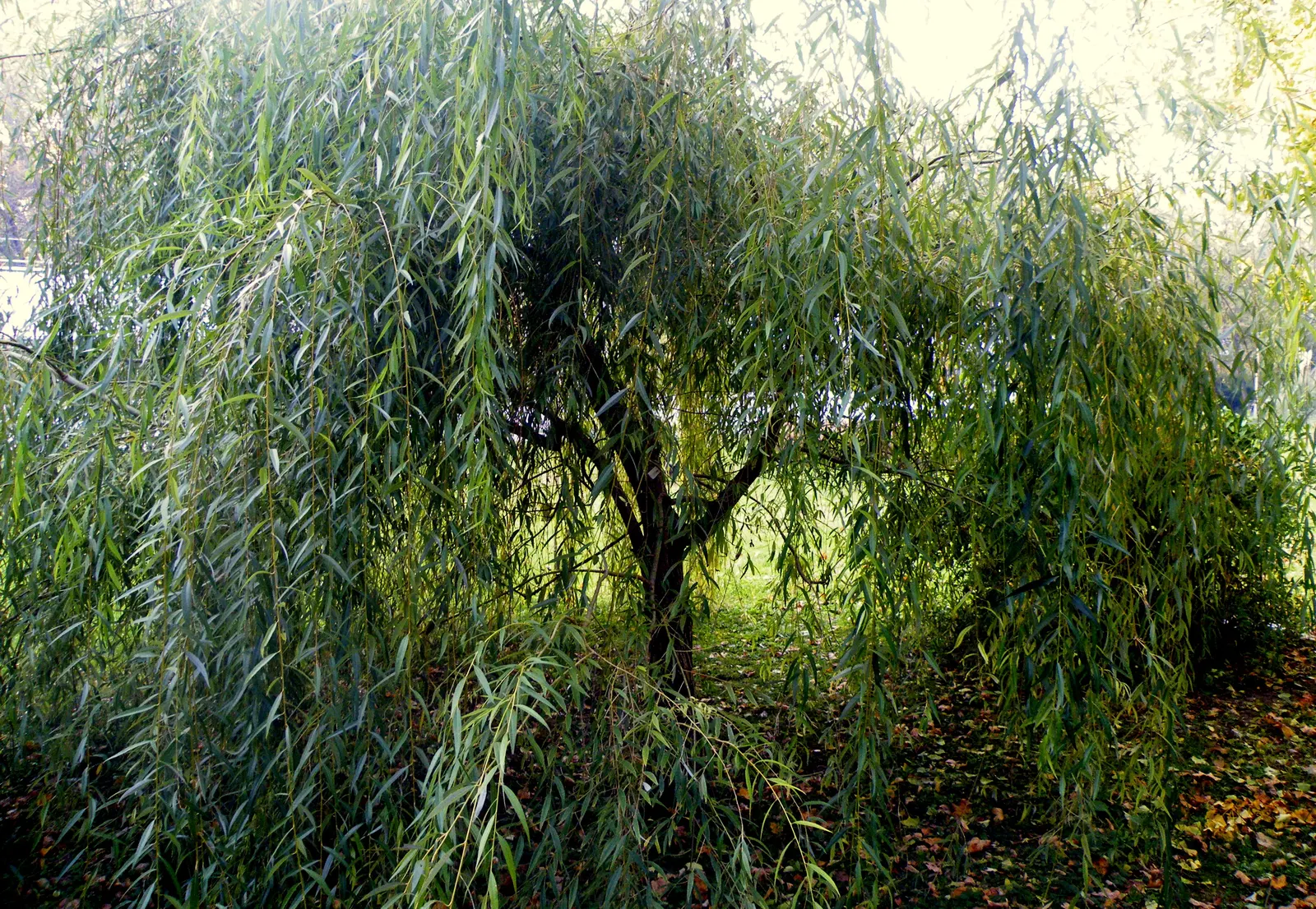 Golden Weeping Willow (Salix Alba 'Tristis') — This willow demands consistently moist