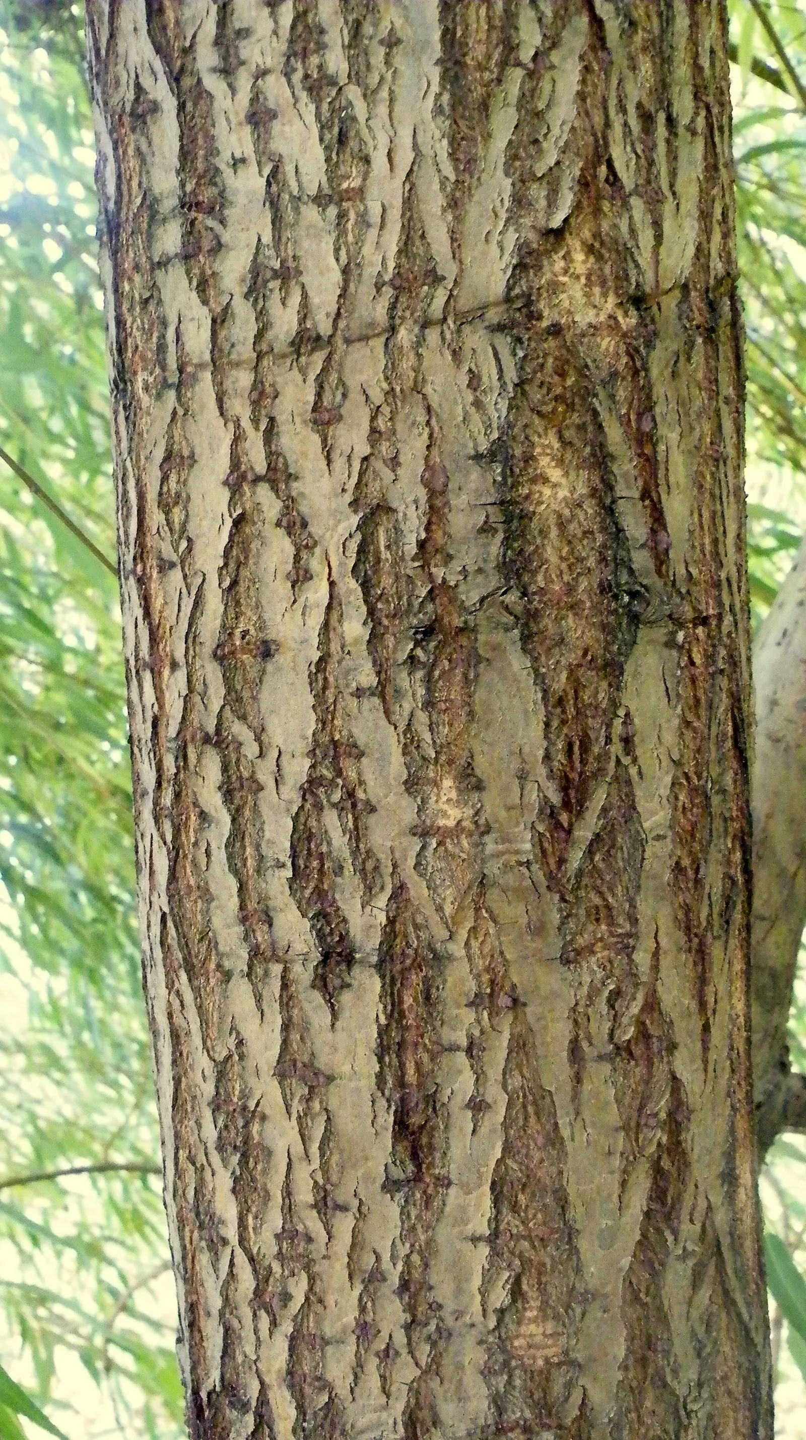 Golden Weeping Willow (Salix Alba 'Tristis') — It reaches up to 50 feet in height with a similar spread and thrives in full sun to partial shade; lanceolate