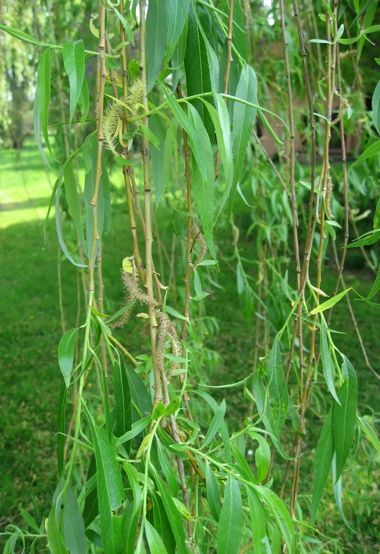 Golden Weeping Willow (Salix Alba 'Tristis') — this cultivar provides a stately presence in any landscape design; celebrated for its striking appearance and
