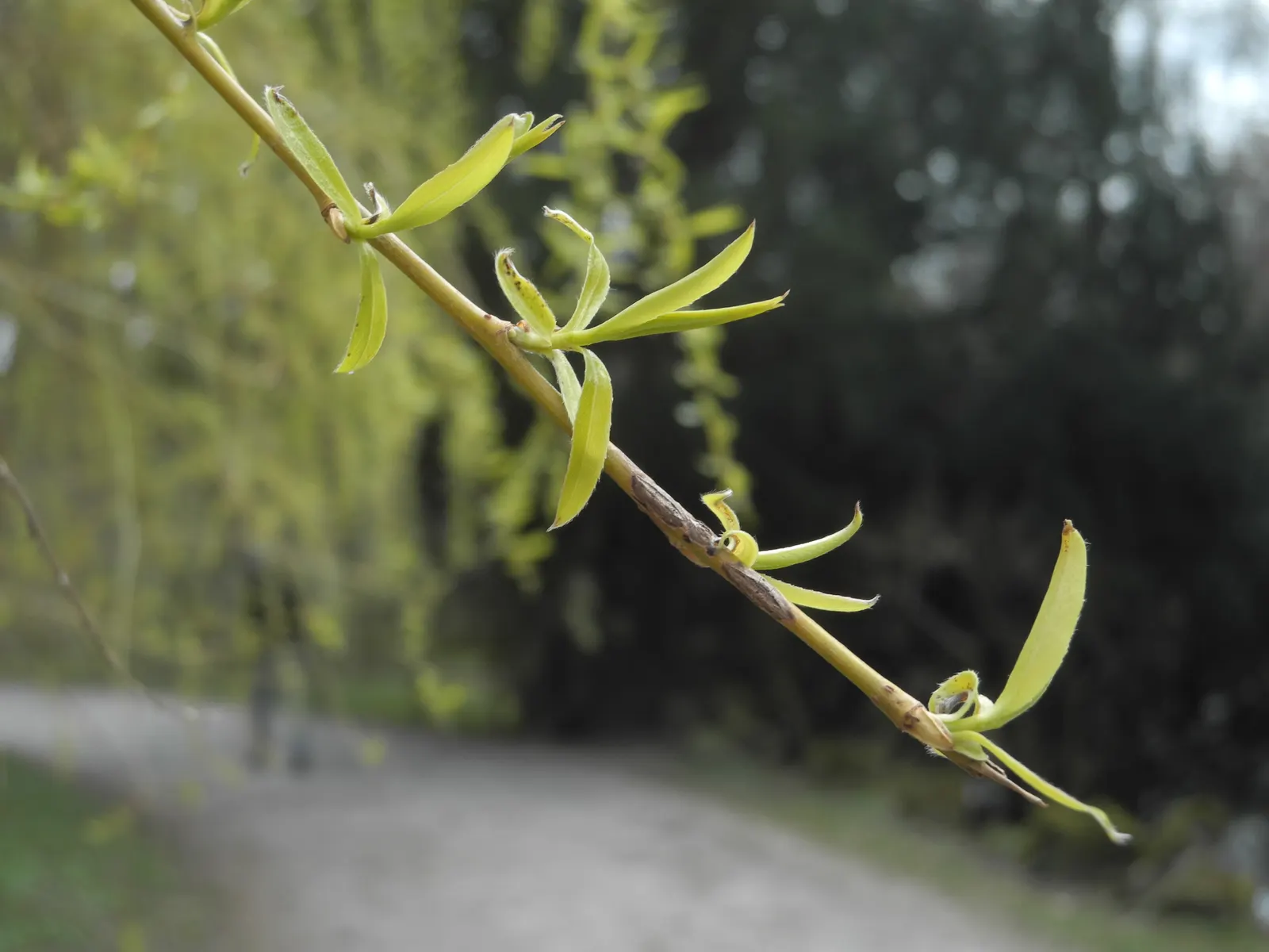 Golden Weeping Willow (Salix Alba 'Tristis') — commonly referred to as the Golden Weeping Willow