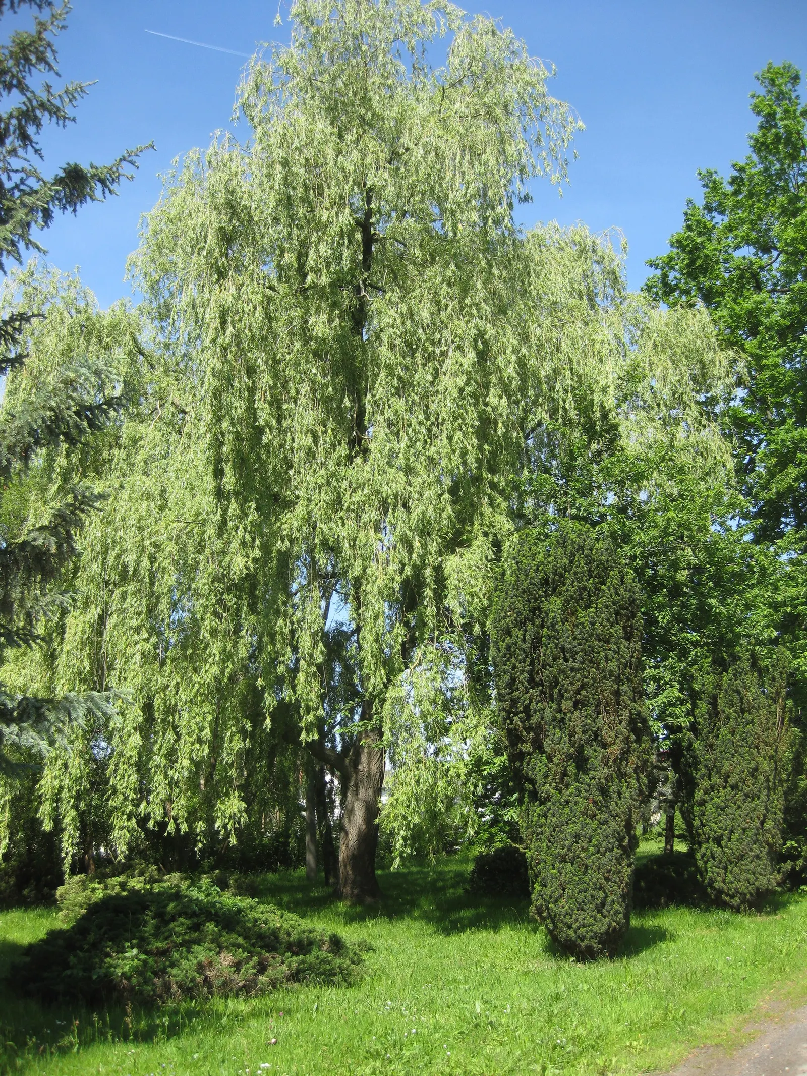 Golden Weeping Willow (Salix Alba 'Tristis') — the Golden Weeping Willow thrives in USDA hardiness zones 4 through 8 and prefers full sun to partial shade