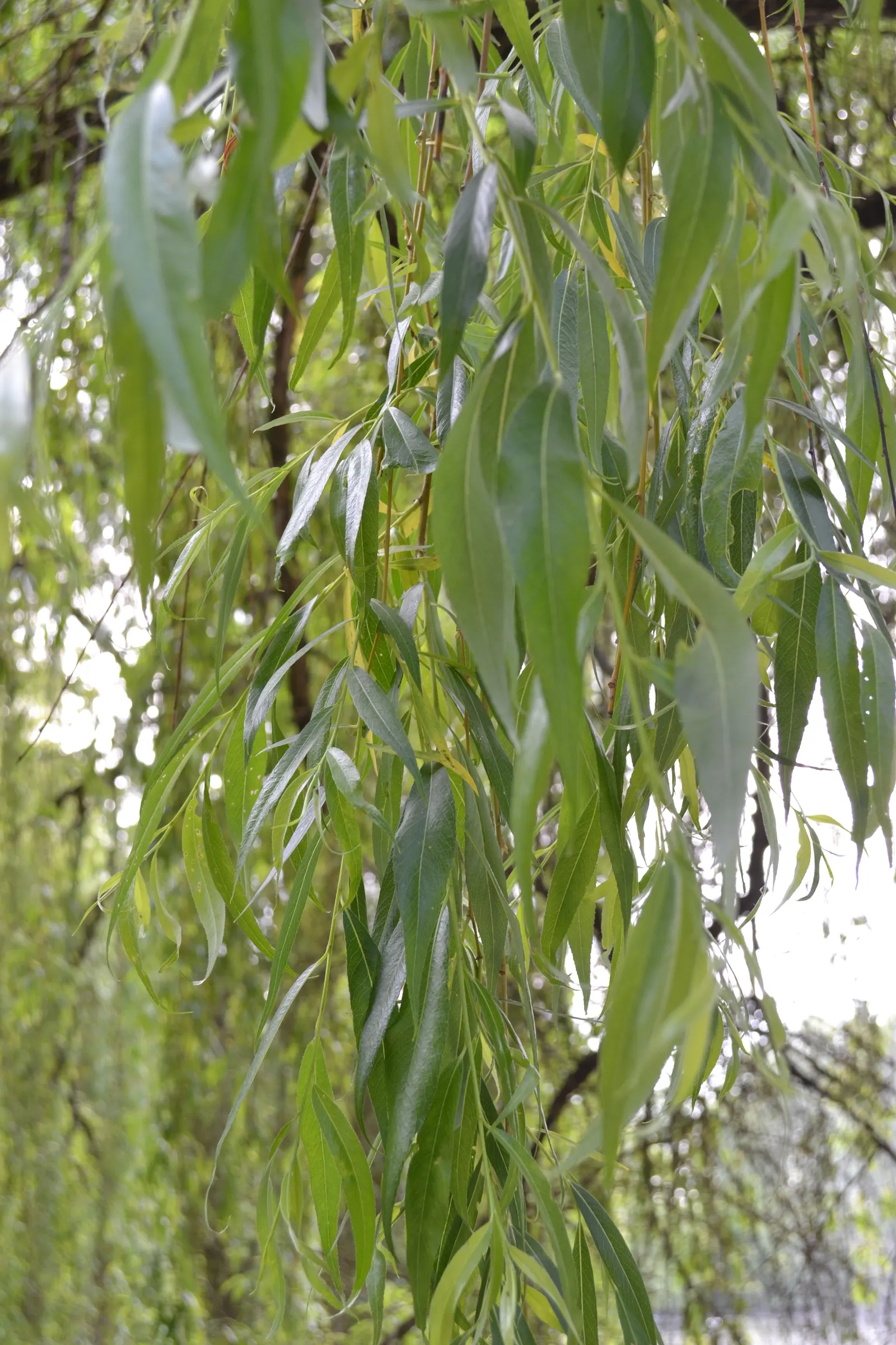 Golden Weeping Willow (Salix Alba 'Tristis') — Its gracefully arching branches descend towards the ground; creating a luminous display.<br><br>Notable for its