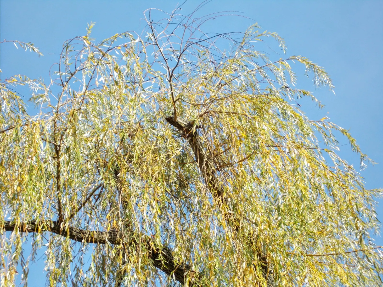 Golden Weeping Willow (Salix Alba 'Tristis') — celebrated for its striking appearance and serene aesthetic