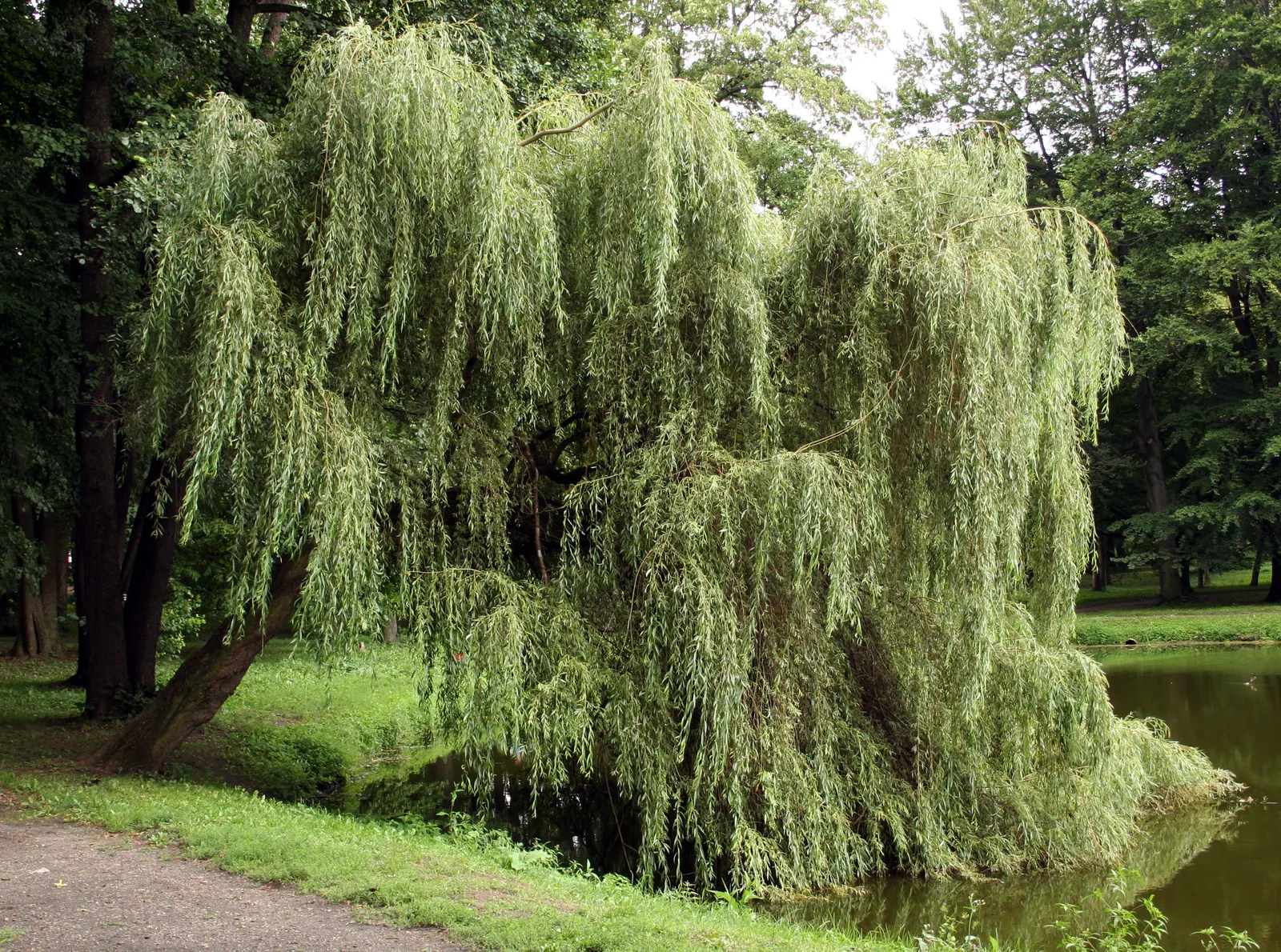 Golden Weeping Willow (Salix Alba 'Tristis') — Growing to a height of approximately 50 to 70 feet