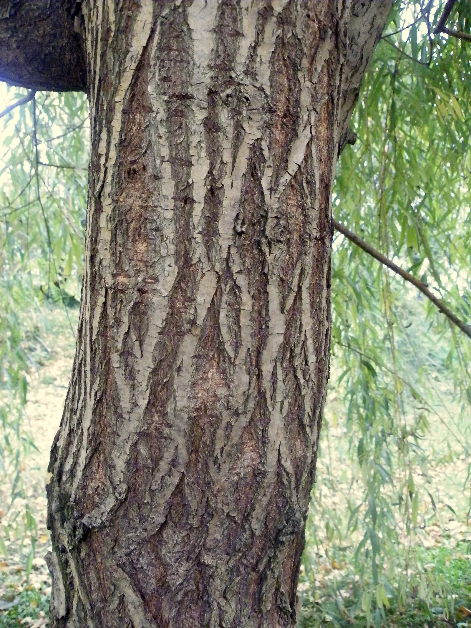 Golden Weeping Willow (Salix Alba 'Tristis') — creating a luminous display.<br><br>Notable for its vigorous growth; growing to a height of approximately 50 to