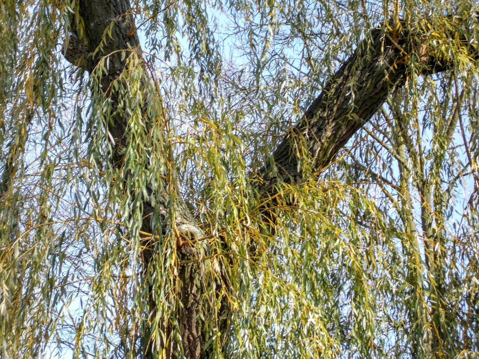 Golden Weeping Willow (Salix Alba 'Tristis') — Preferring moist soil conditions