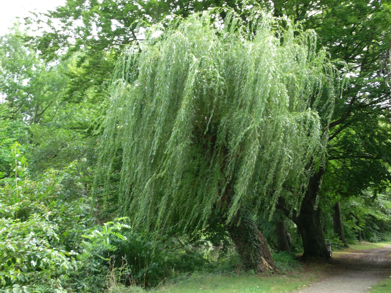 Golden Weeping Willow (Salix Alba 'Tristis') — the Golden Weeping Willow thrives in USDA hardiness zones 4 through 8 and prefers full sun to, image 41