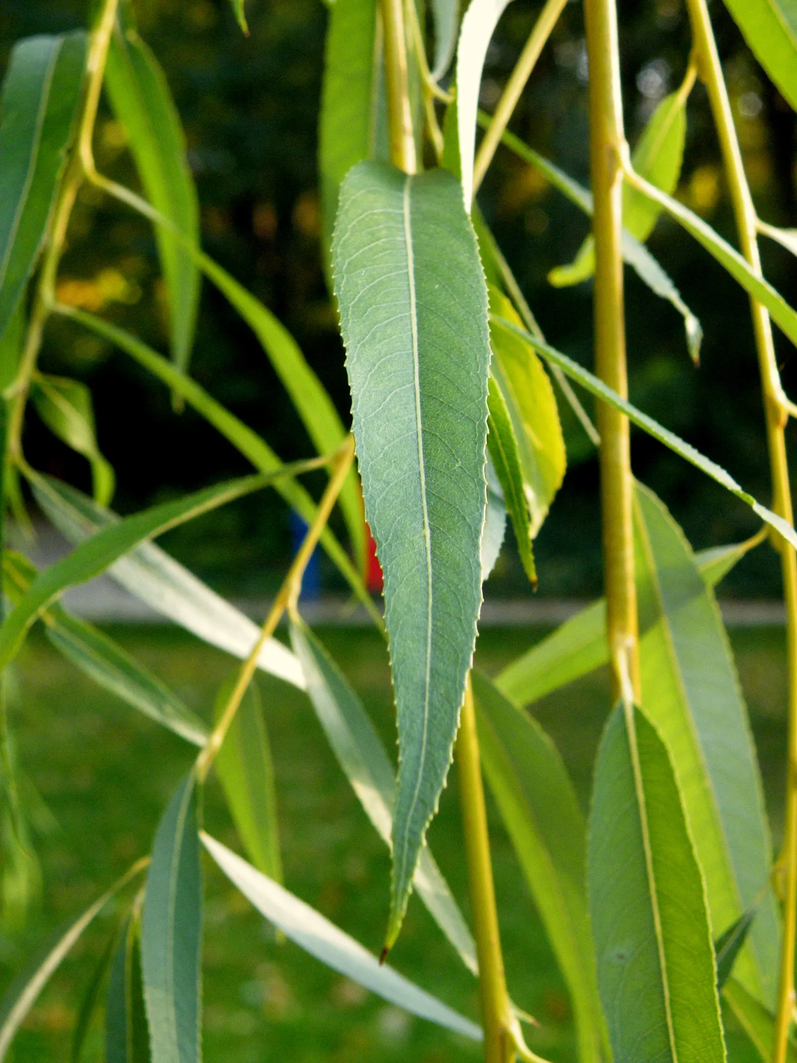 Golden Weeping Willow (Salix Alba 'Tristis') — is a majestic and elegant deciduous tree, image 32