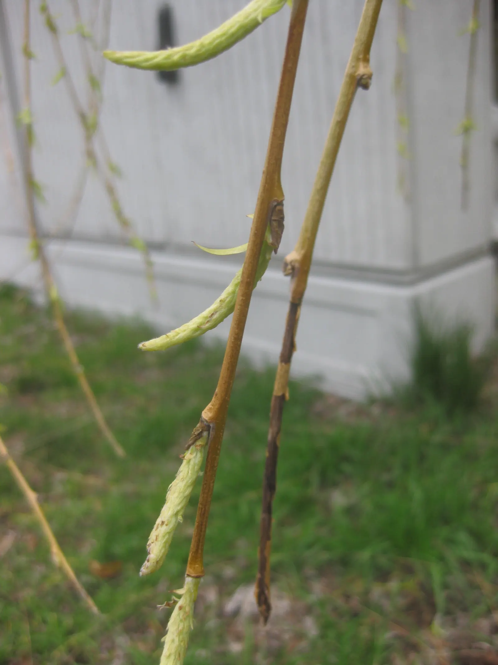 Golden Weeping Willow (Salix Alba 'Tristis') — offering an aura of tranquility and distinguished beauty