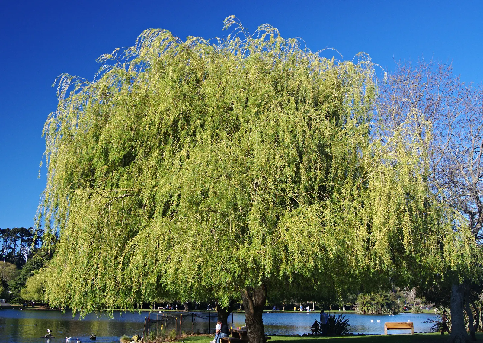 Golden Weeping Willow (Salix Alba 'Tristis') — It requires ample space for proper development