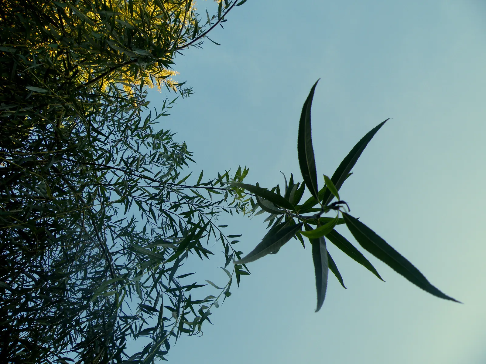 Golden Weeping Willow (Salix Alba 'Tristis') — adding a touch of seasonal interest