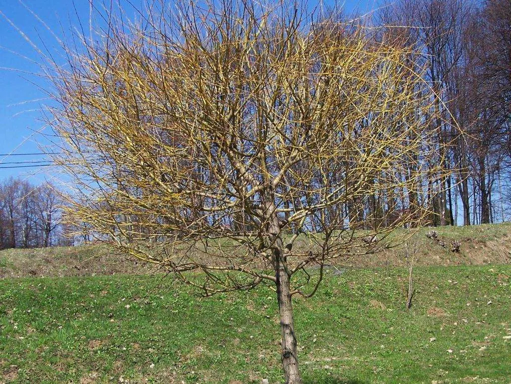 Golden Weeping Willow (Salix Alba 'Tristis') — Due to its robust root system, avoid planting it near underground pipes or structures