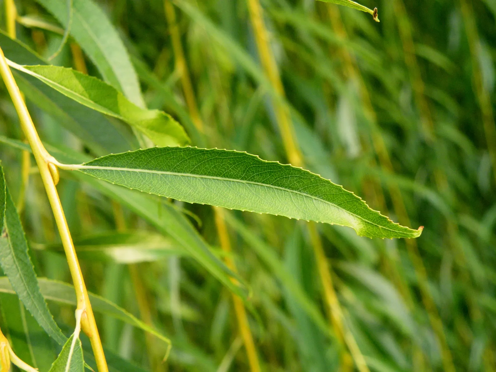 Golden Weeping Willow (Salix Alba 'Tristis') — This willow demands consistently moist; it requires ample space for proper development