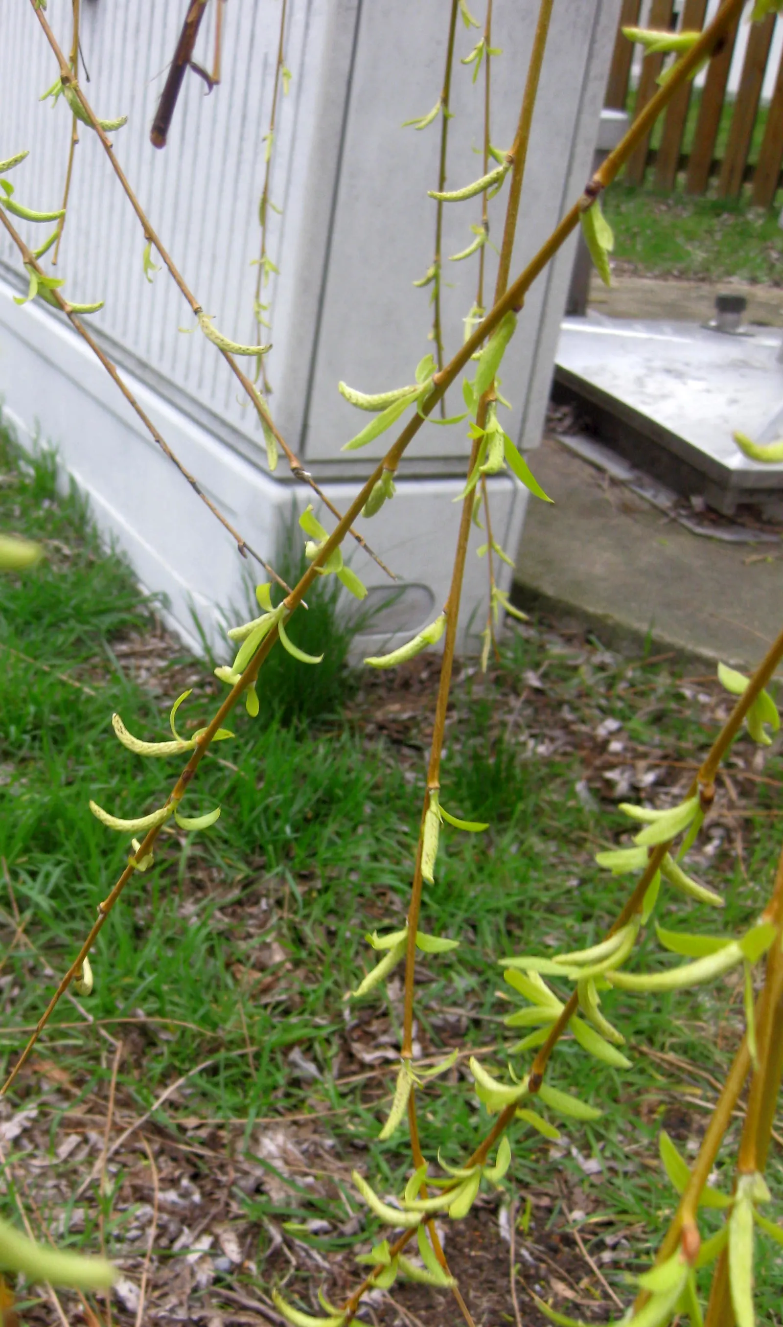 Golden Weeping Willow (Salix Alba 'Tristis') — where its reflection can be admired