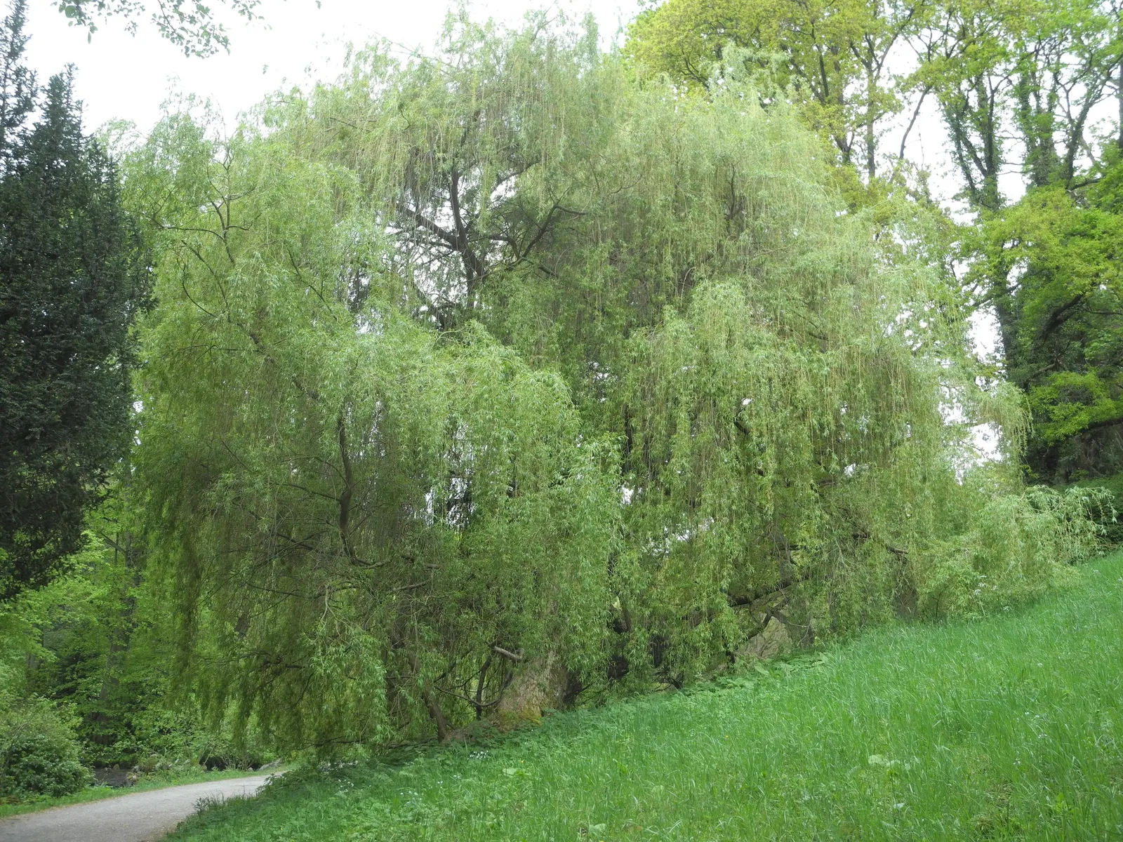 Golden Weeping Willow (Salix Alba 'Tristis') — fast-growing tree known for its striking golden bark and gracefully drooping branches; commonly referred to as