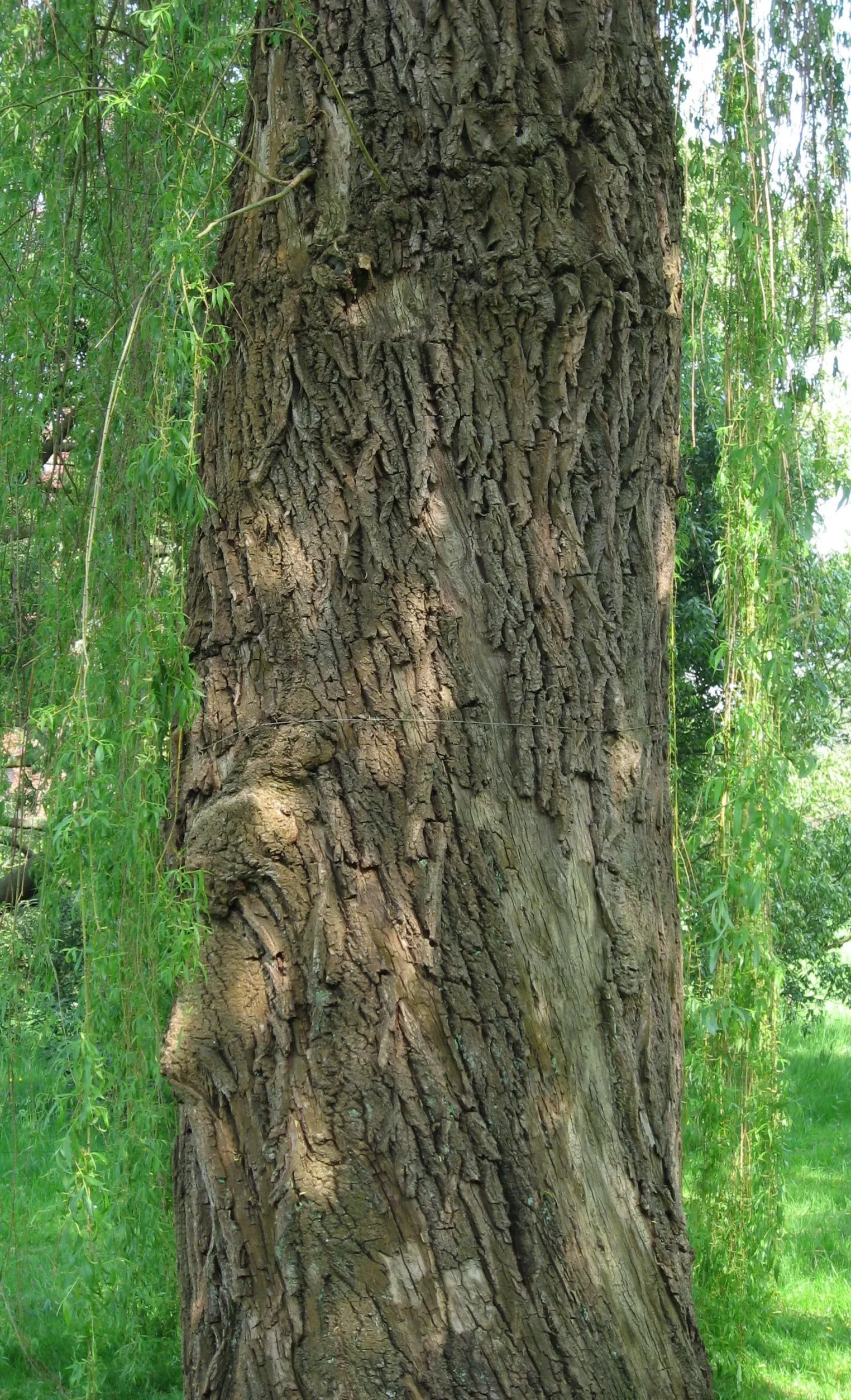 Golden Weeping Willow (Salix Alba 'Tristis') — commonly referred to as the Golden Weeping Willow; the Salix alba 'Tristis' will be a breathtaking addition to