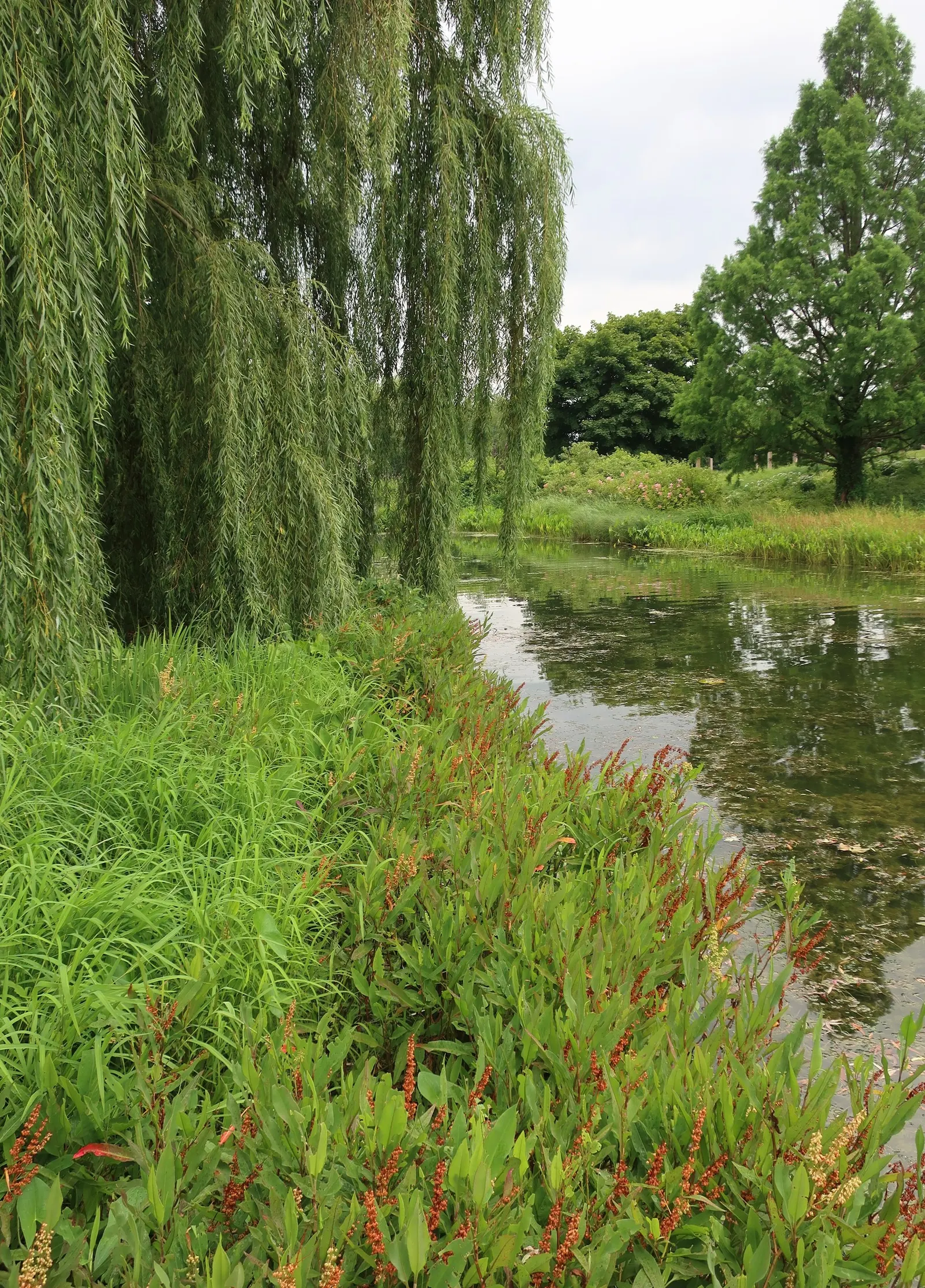Golden Weeping Willow (Salix Alba 'Tristis') — is a majestic and elegant deciduous tree