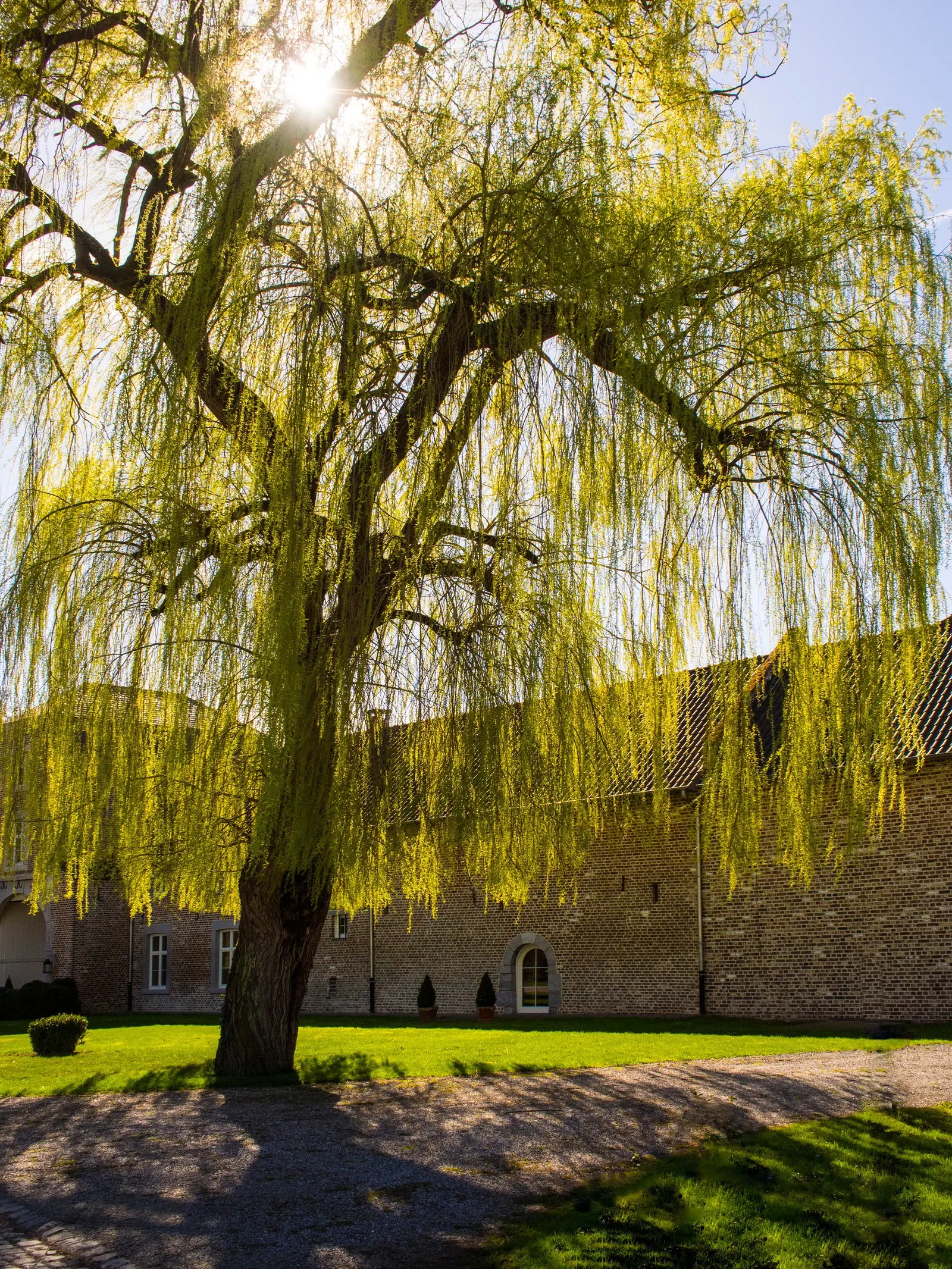 Golden Weeping Willow (Salix Alba 'Tristis') — well-drained soil and can even tolerate standing water